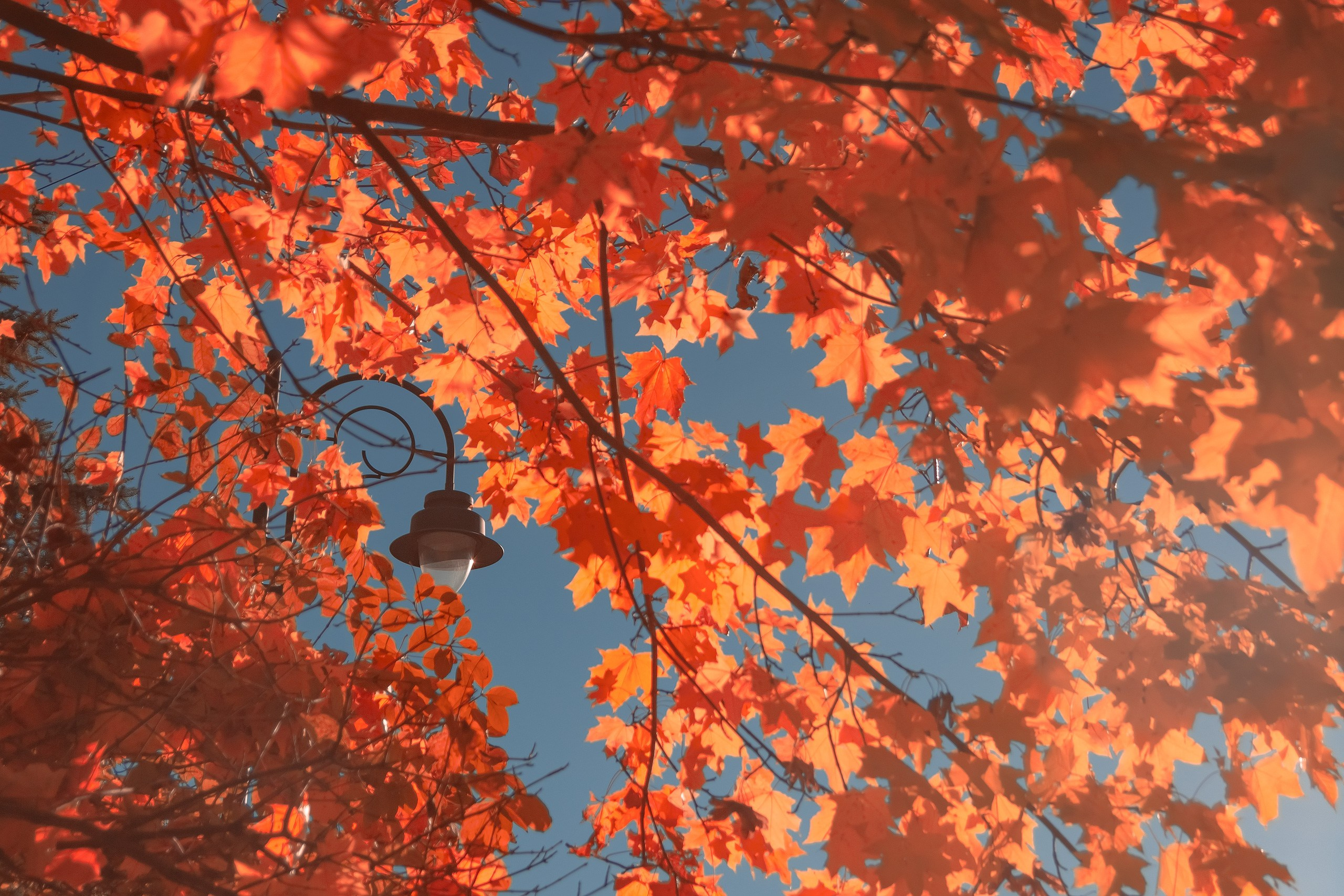 Свет и Цвет. Аmat Victoria Сuram