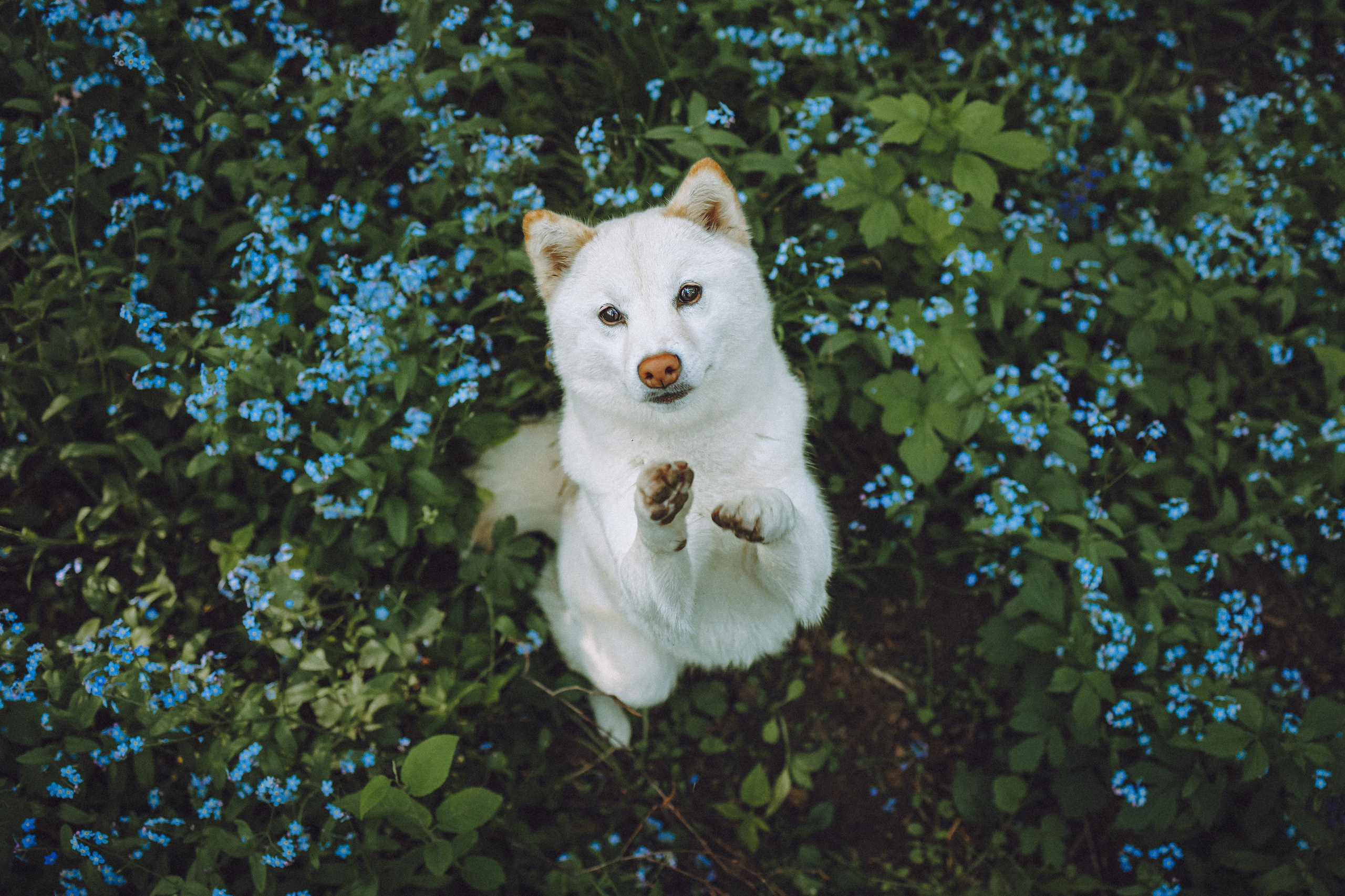 Шед, Цири, Чиби, Цера и их семья