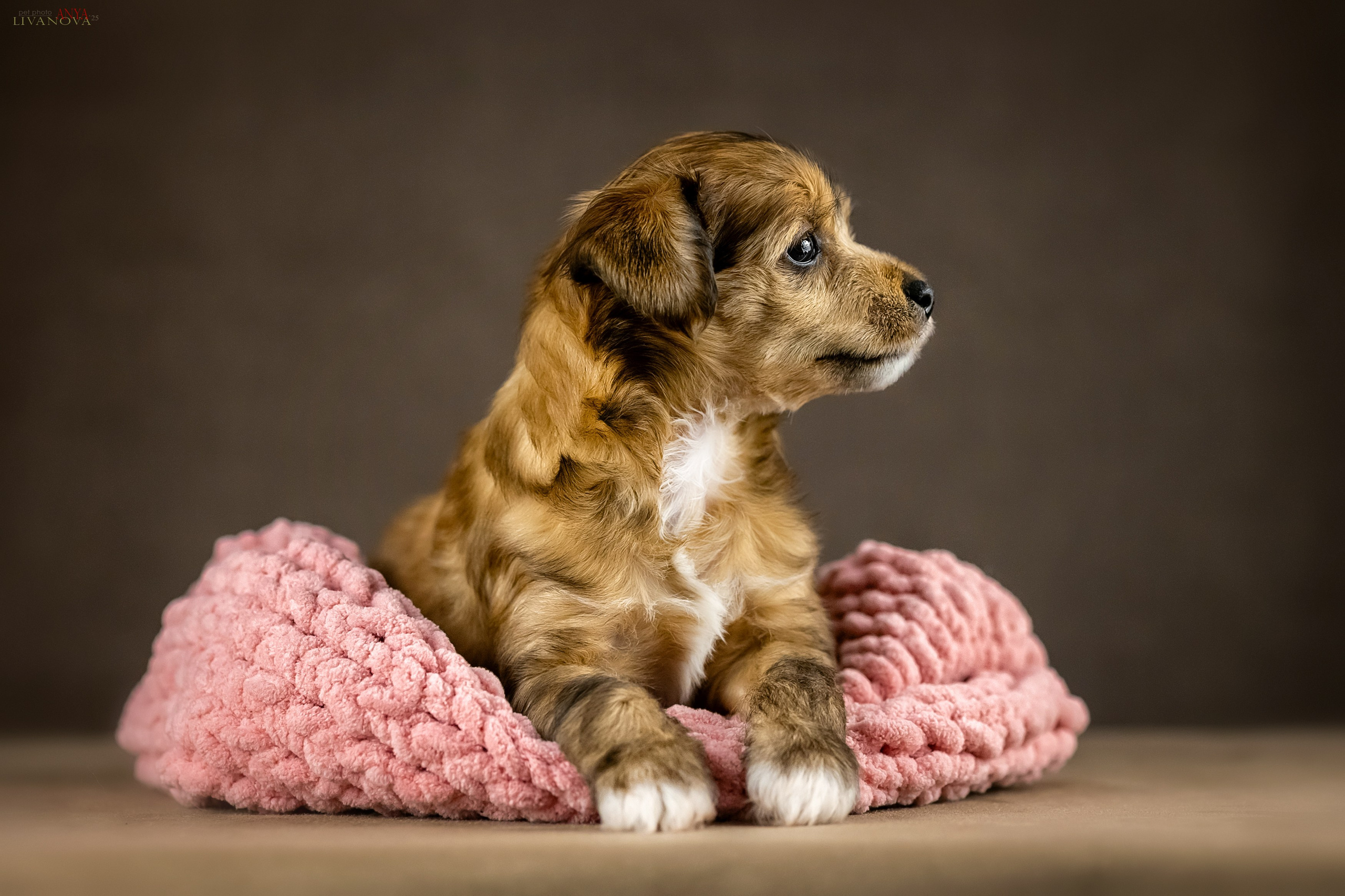 КХС. Фотограф анималист Аня Ливанова | Рыбинск