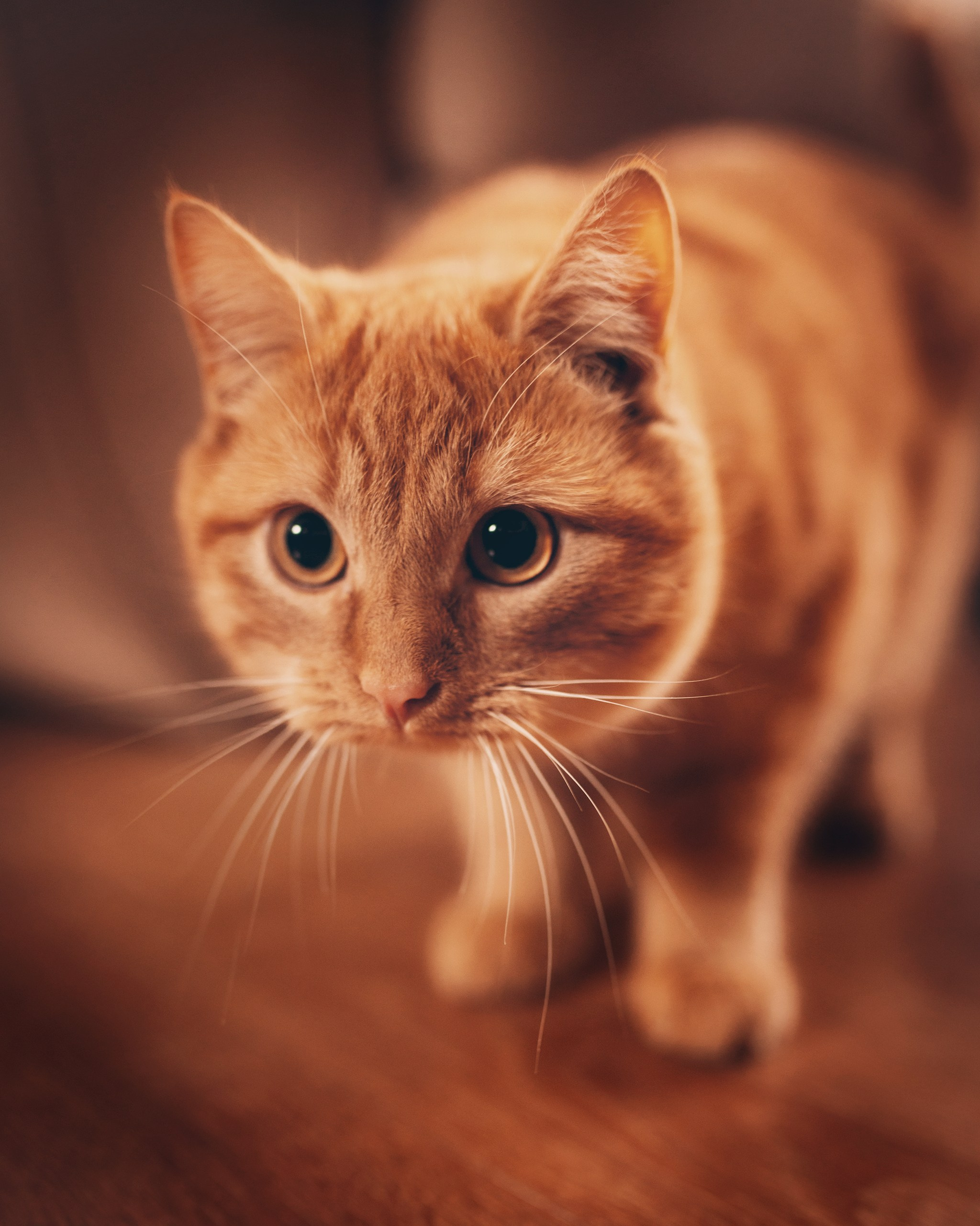 Домашняя фотосессия — бабушка с внучками. Детский и семейный фотограф Елена Михайлова в Москве