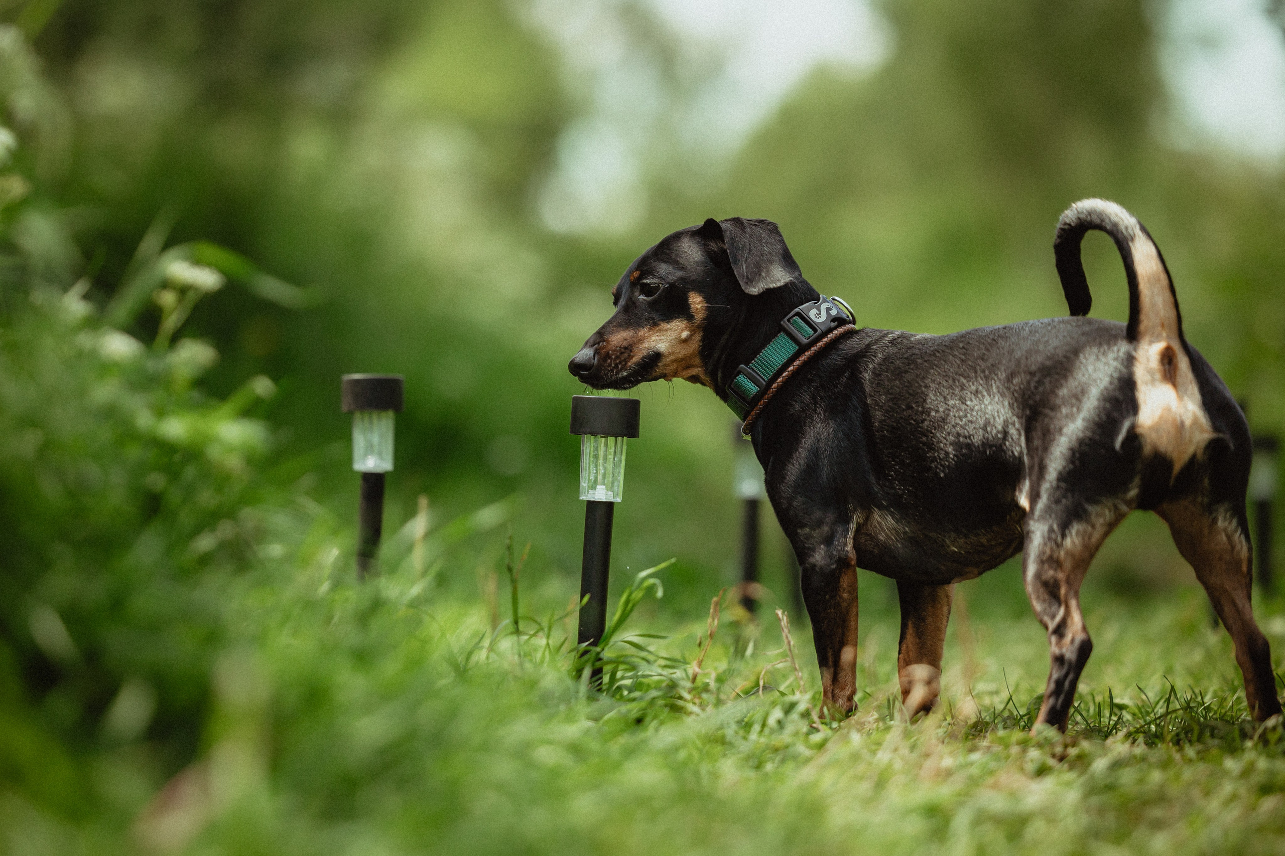 Выездной дог-тренинг от школы «Шерсть имею»
