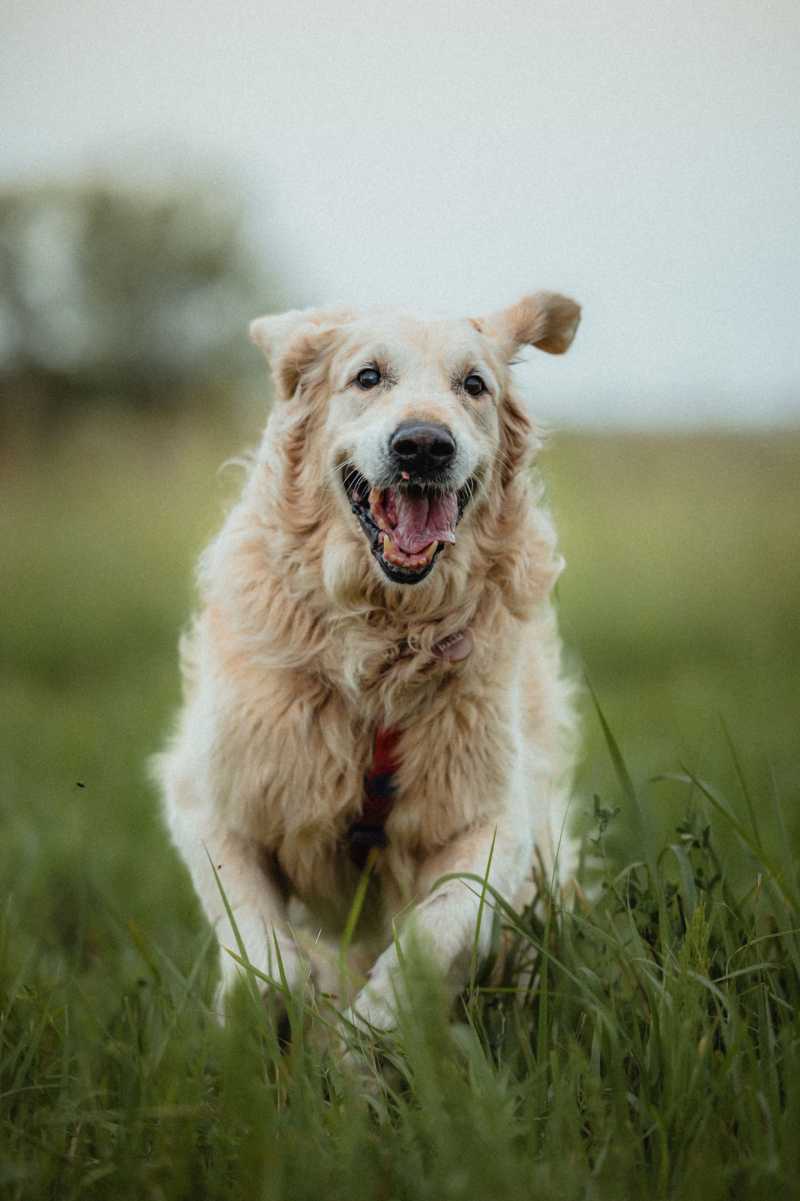 Выездной дог-тренинг от школы «Шерсть имею»