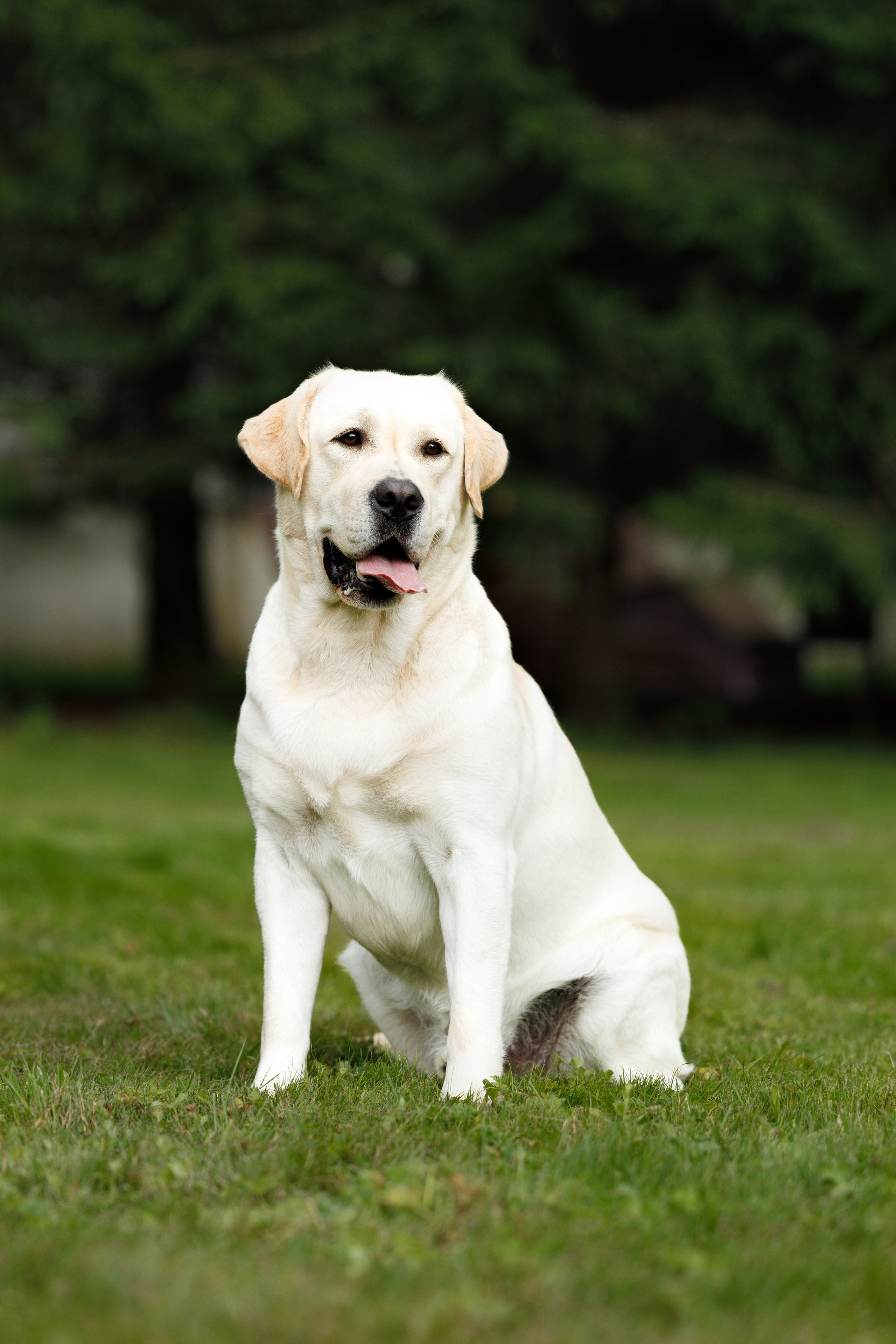 Фотограф-анималист и бренд-фотограф в Москве | Фотография собак, людей, бизнес-портрет