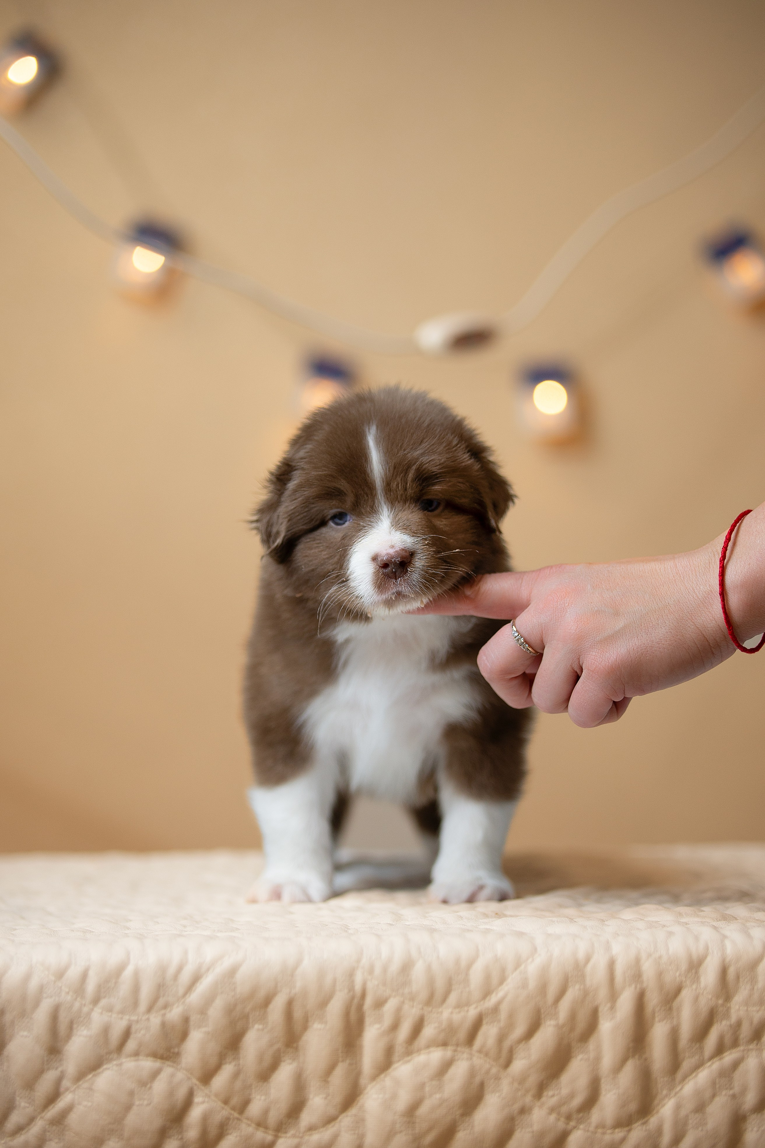 Заводчик Ольга Тутлова. Творческий фотограф Вологда