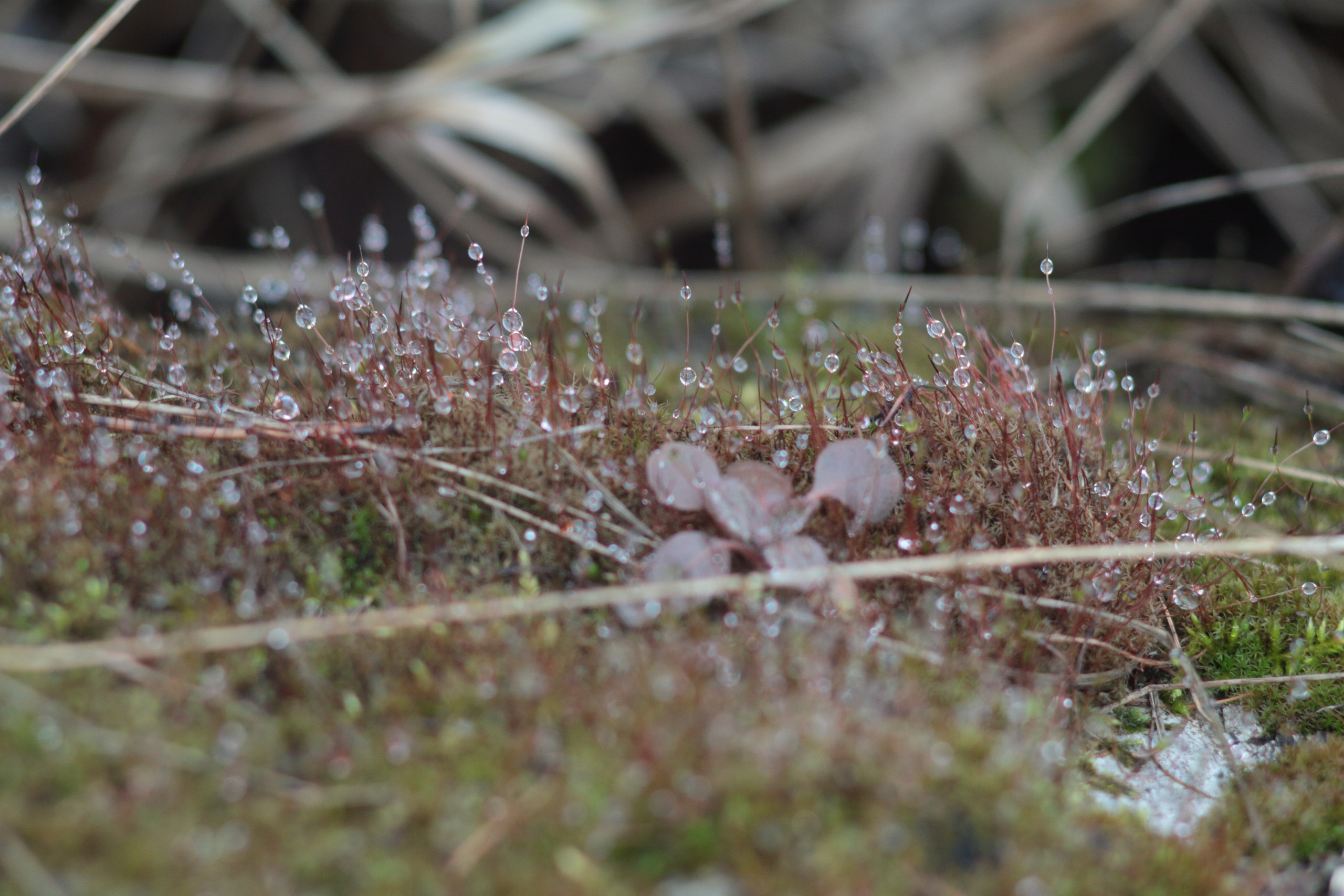 Старое природное, отбирала Katamount (Катерина Горохова). Главная