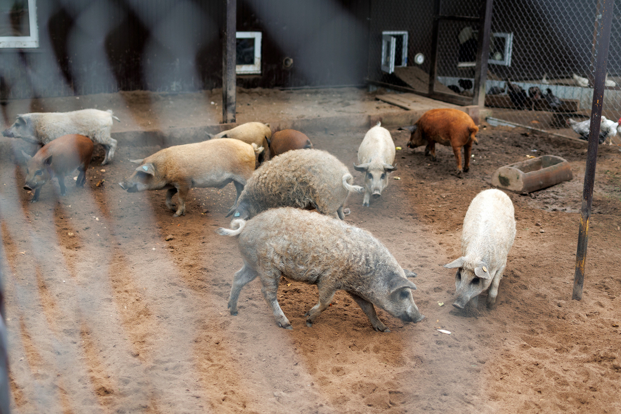Экскурсия на оленью ферму. Фотограф в Твери и Москве Юлия Бахтамова