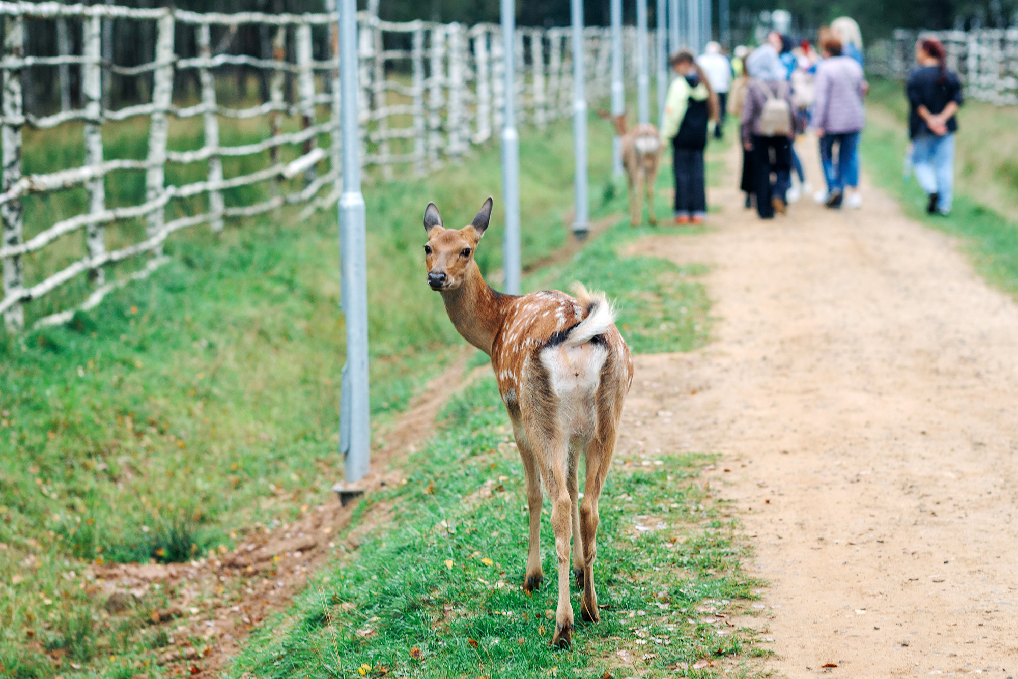 Экскурсия на оленью ферму. Фотограф в Твери и Москве Юлия Бахтамова