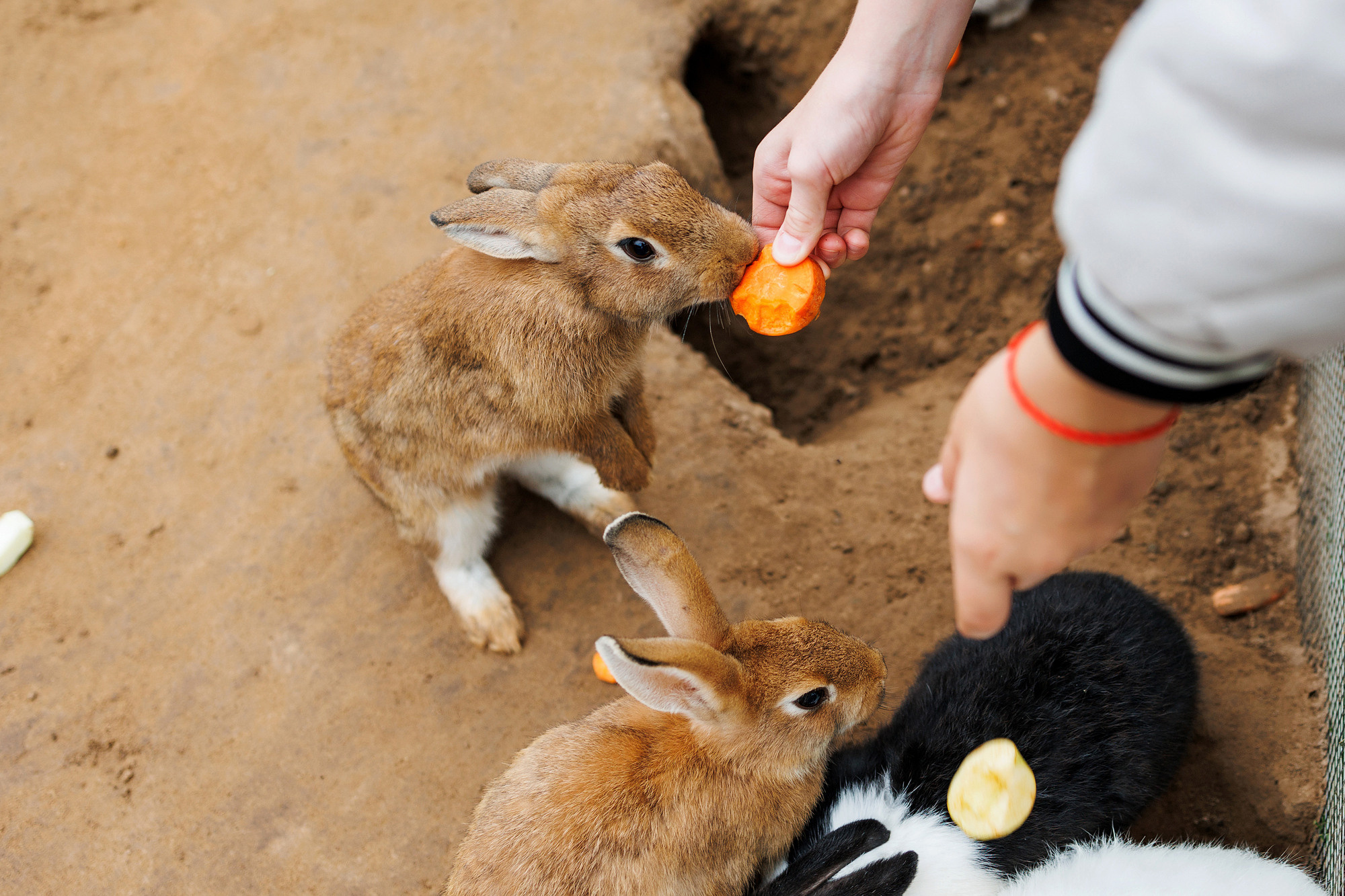 Экскурсия на оленью ферму. Фотограф в Твери и Москве Юлия Бахтамова