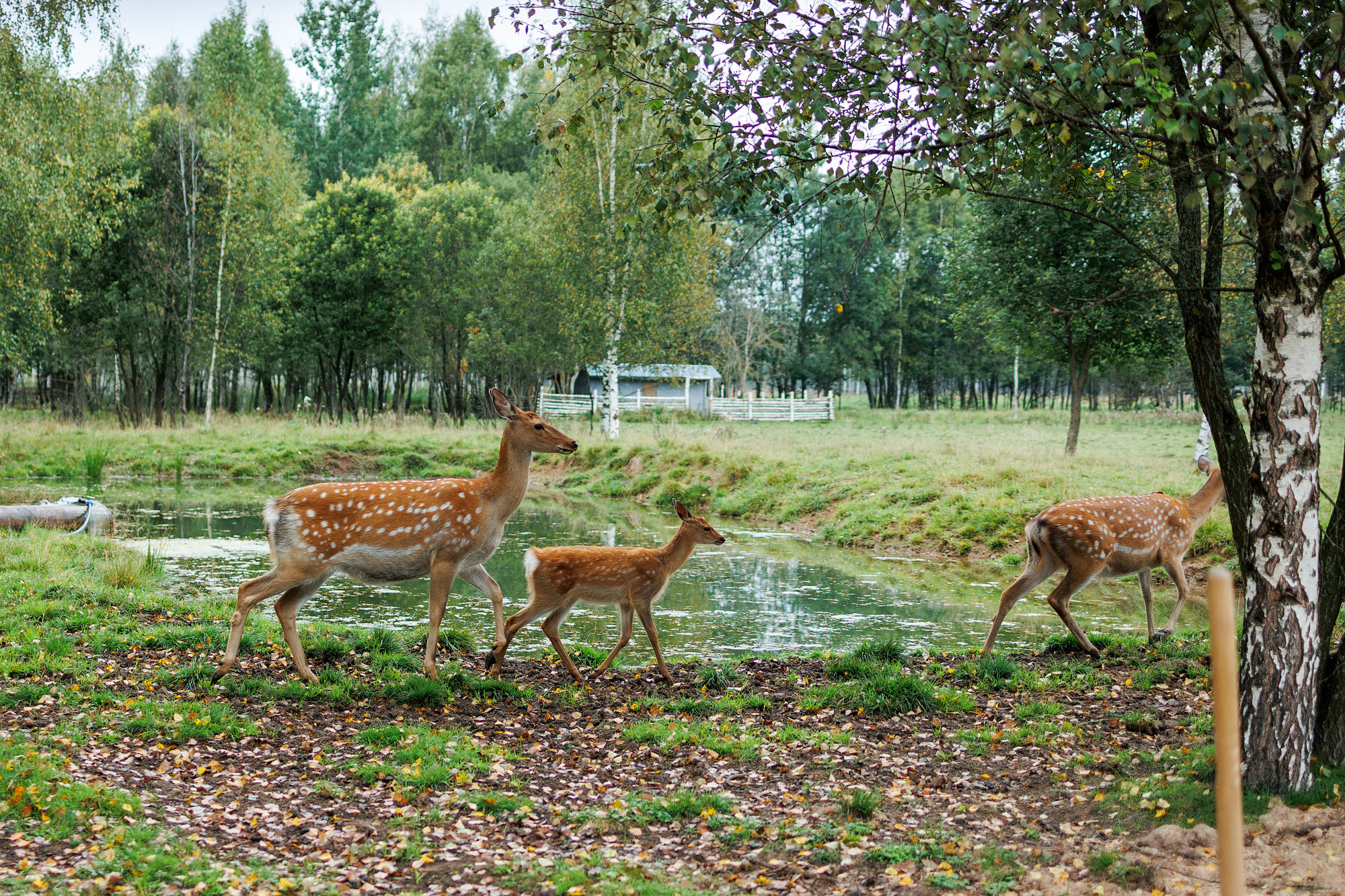 Экскурсия на оленью ферму. Фотограф в Твери и Москве Юлия Бахтамова