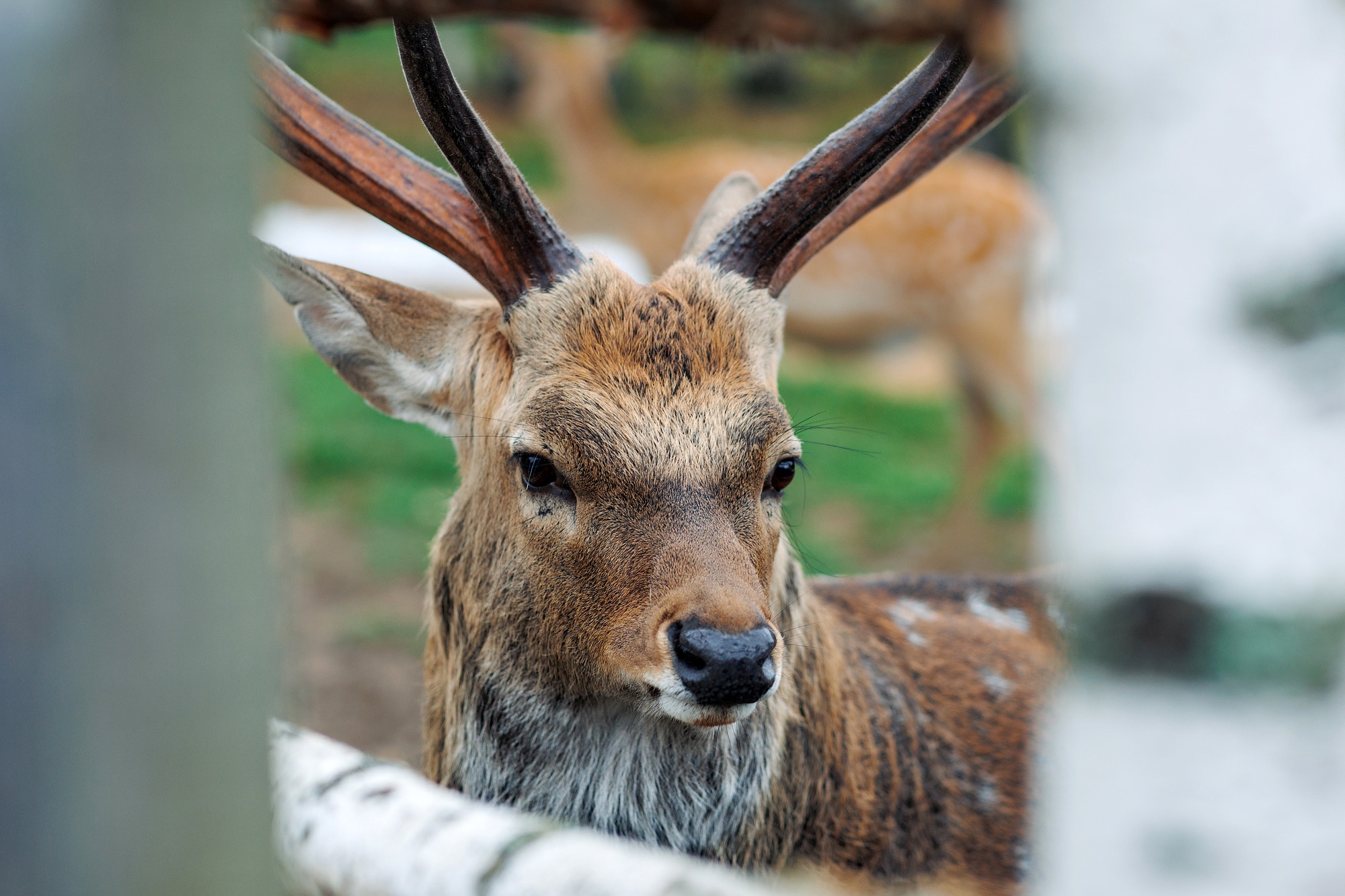 Экскурсия на оленью ферму. Фотограф в Твери и Москве Юлия Бахтамова