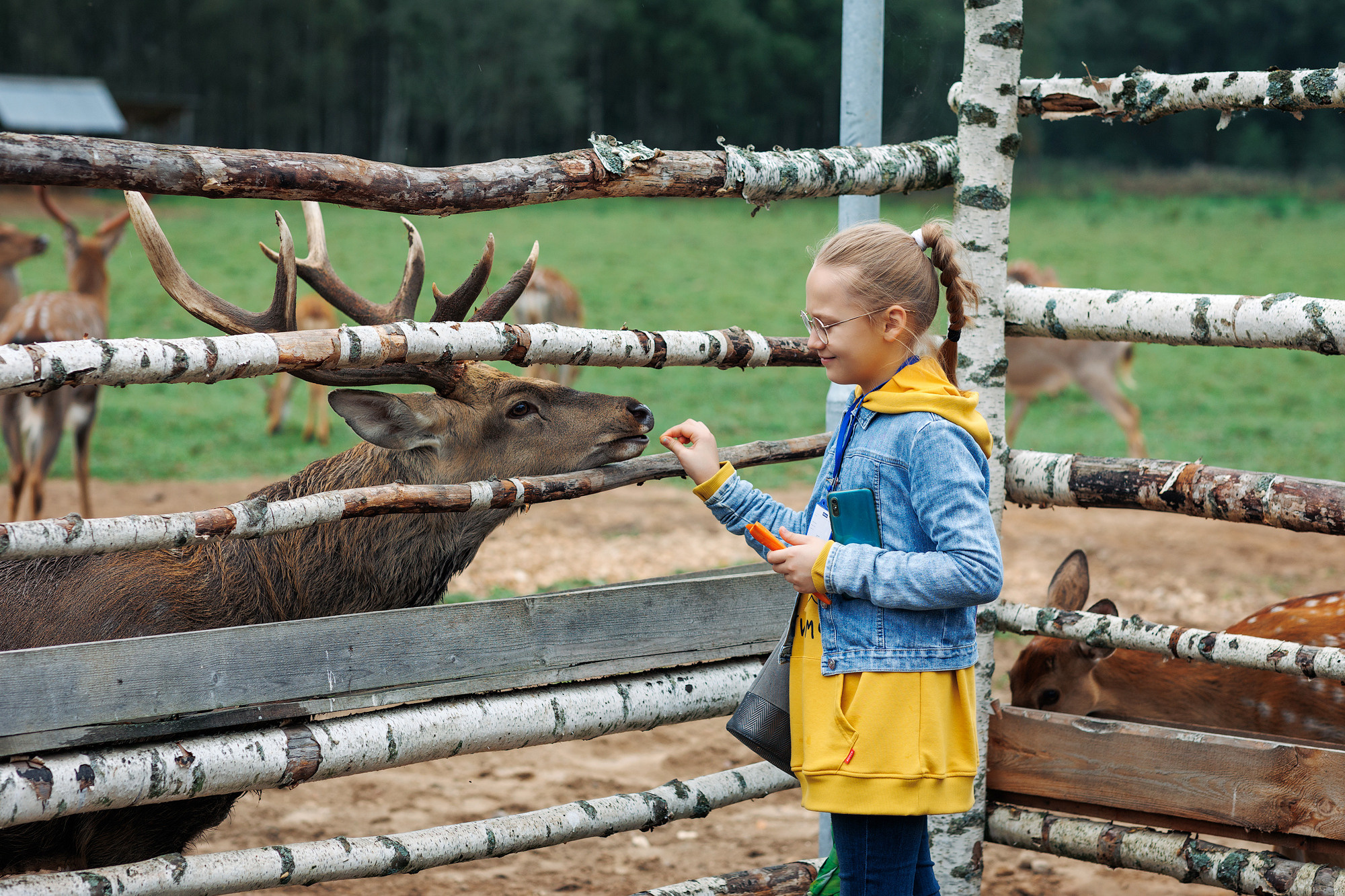 Экскурсия на оленью ферму. Фотограф в Твери и Москве Юлия Бахтамова