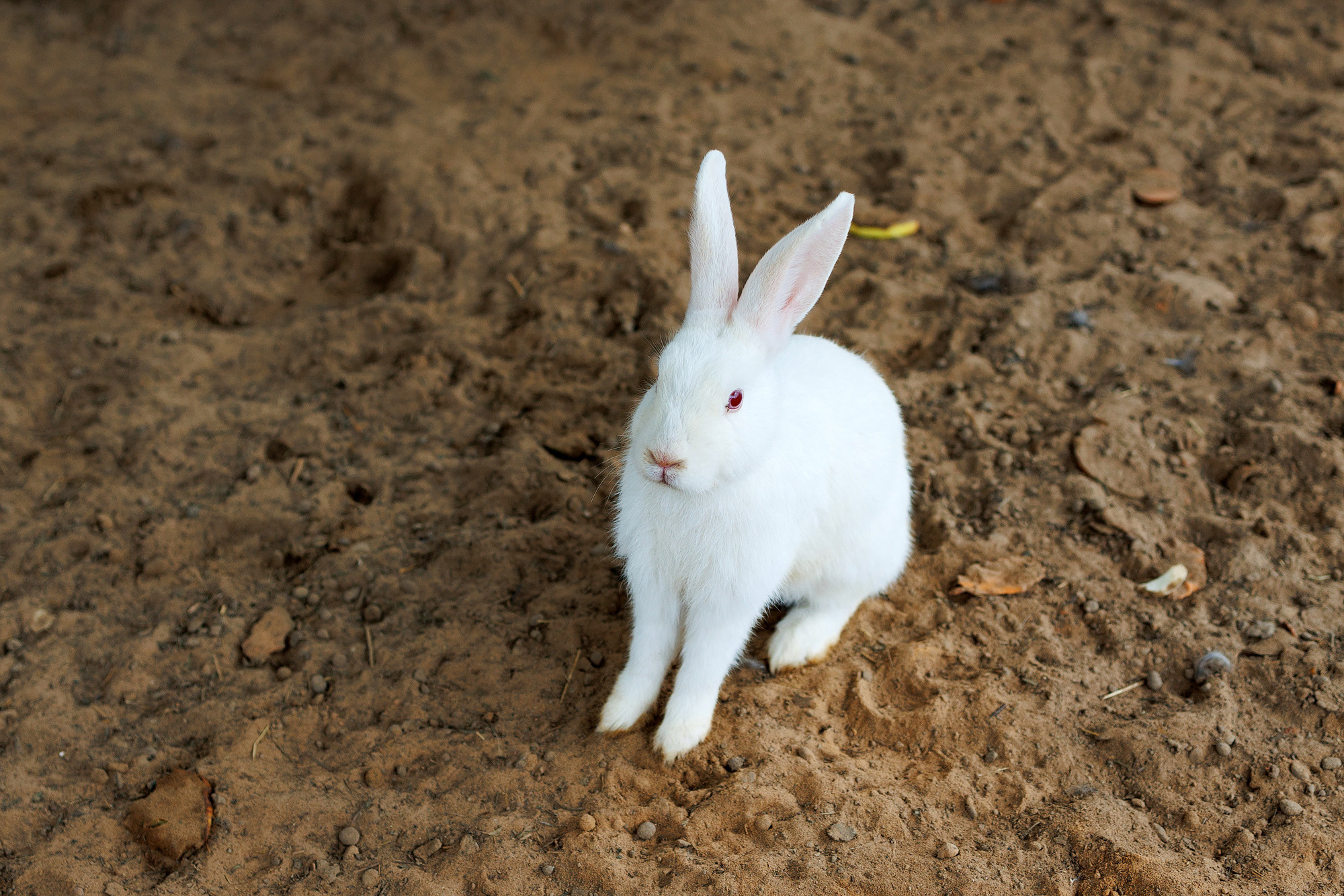 Экскурсия на оленью ферму. Фотограф в Твери и Москве Юлия Бахтамова