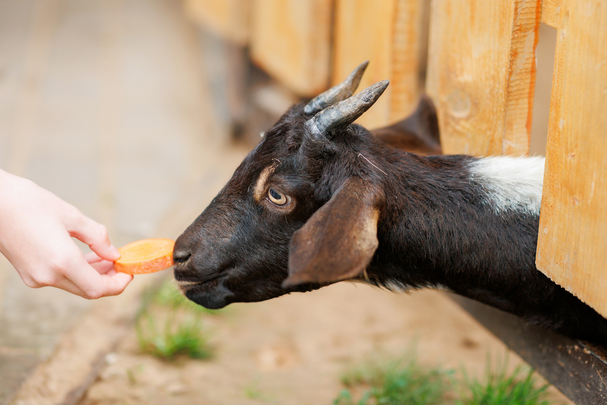 Экскурсия на оленью ферму. Фотограф в Твери и Москве Юлия Бахтамова