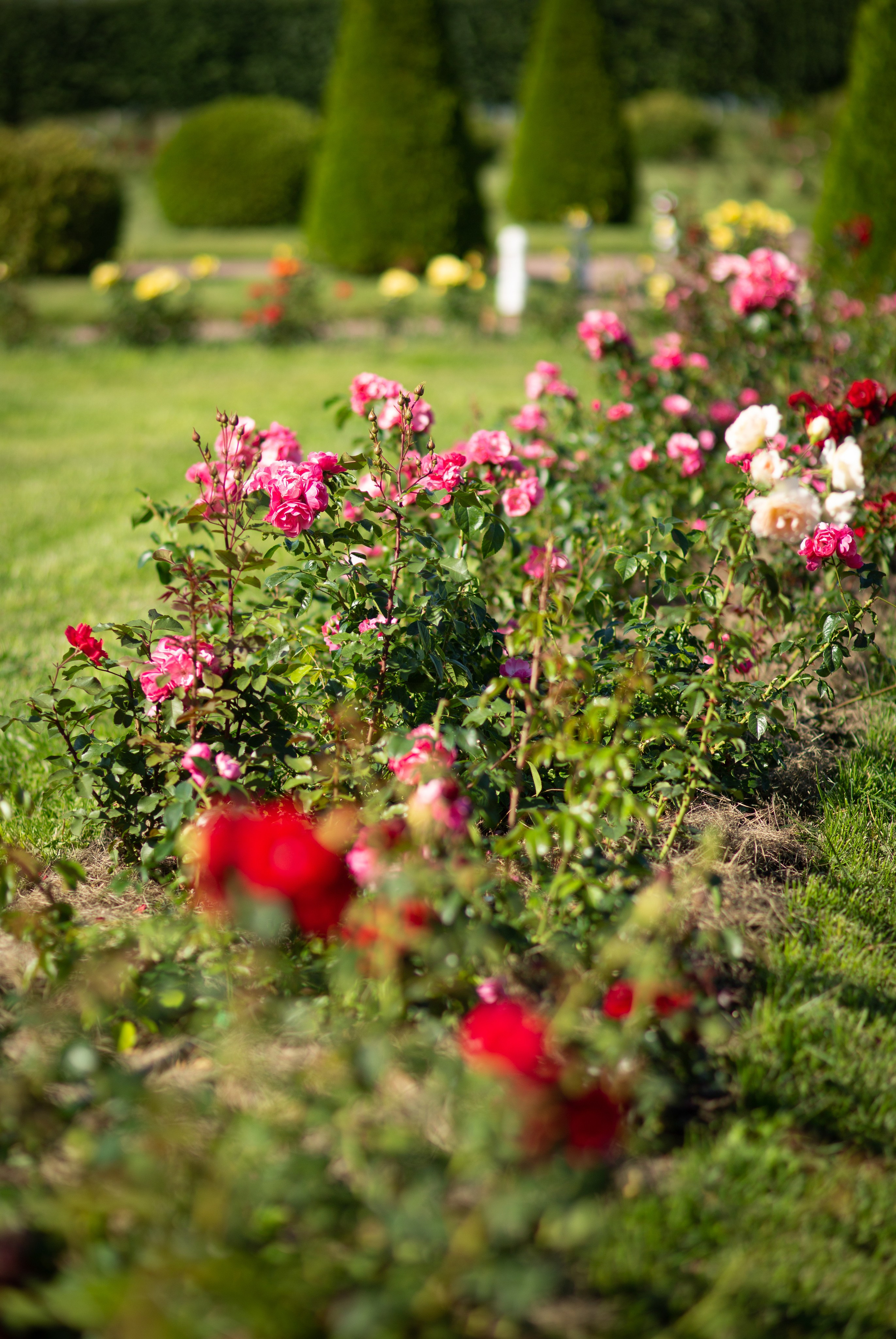 Петергоф. Фотограф в г. Сургуте Марина Киприна
