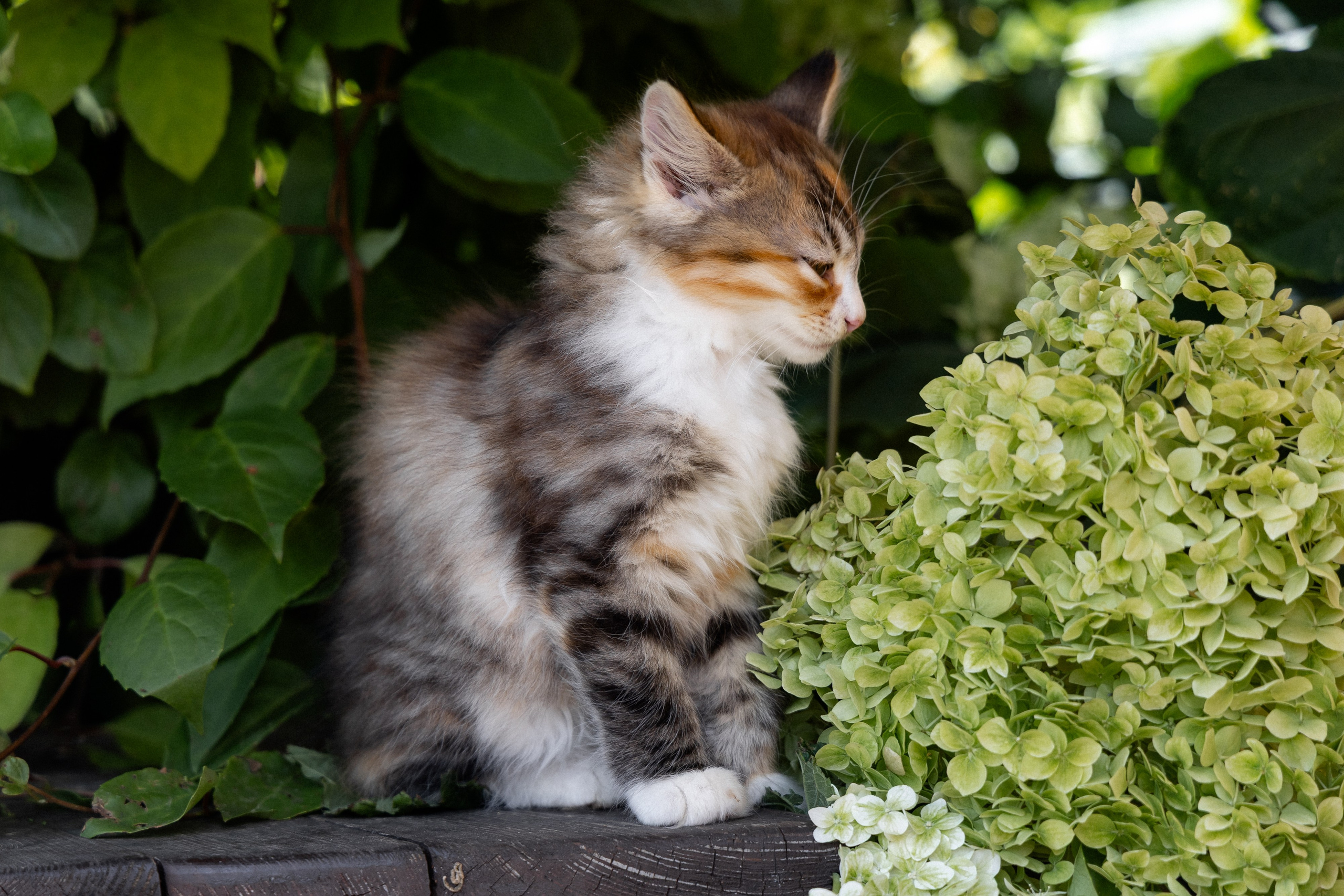 Свадебная фотосессия в агроусадьбе Лабодянка в Минске. Свадебный фотограф в Минске/Беларуси Сергей Спиридонов