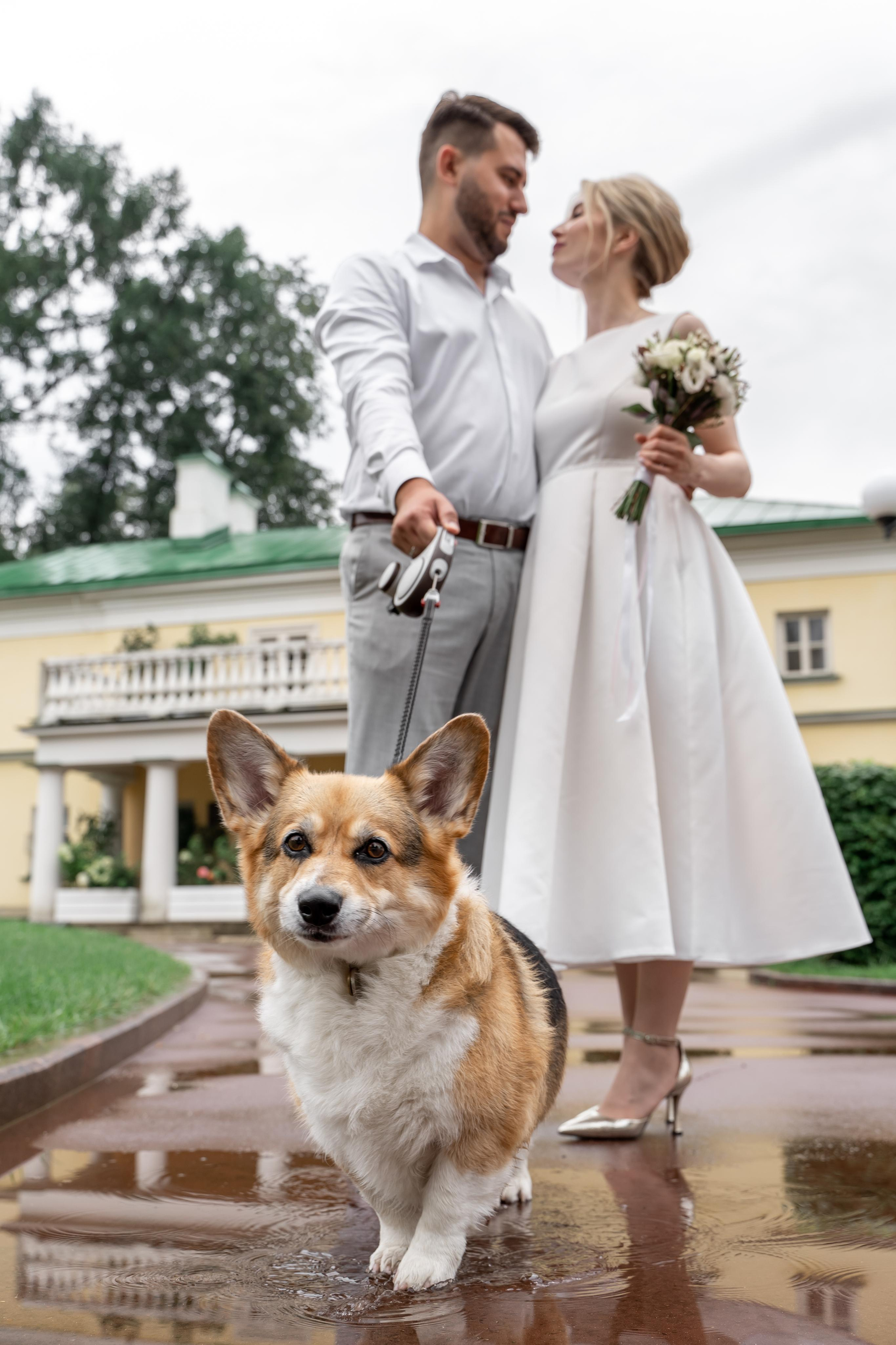 Свадебная фотосессия Домодедово. Домодедовский ЗАГС. Дворец бракосочетания Домодедово. Парк Елочки в Домодедово. Жених, невеста и корги на свадьбе. Молодожены. Свадебный фотограф Домодедово. Свадебная прогулка в парке. Фотосессия в Подмосковье. Свадебный фотограф в Москве, Бутово, городе Видное. Душевный фотограф . Свадебный фотограф для стильных пар с хорошим вкусом. Свадебная эстетика. Стильная свадьба. Выездная регистрация. Свадебная фотосессия на природе. 