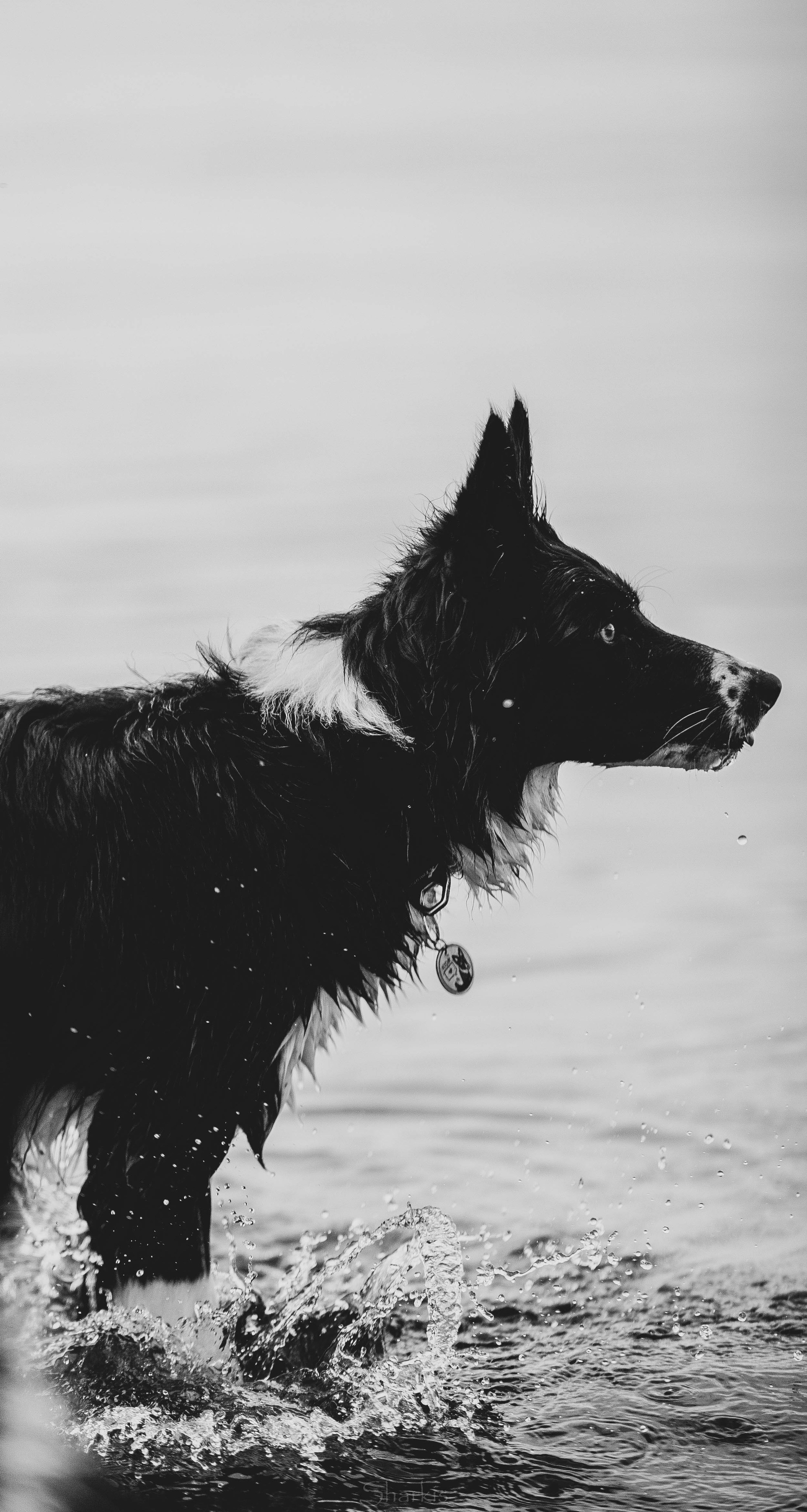 Кида и Сирша. Главная