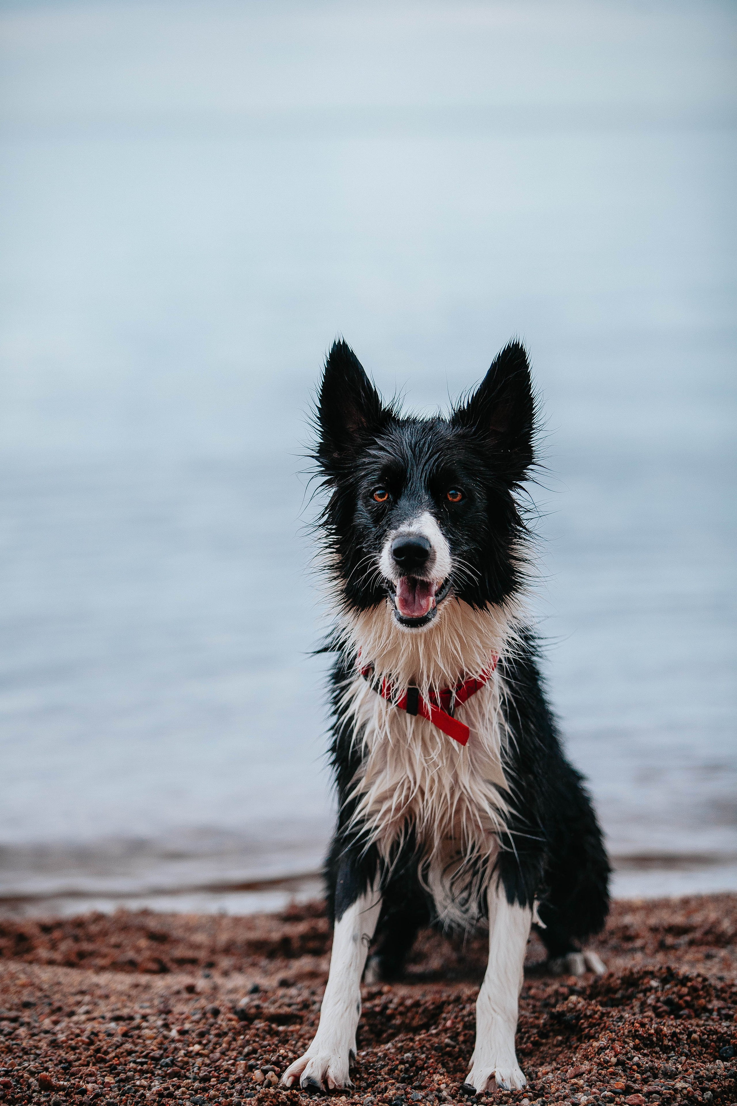 Кида и Сирша. Главная