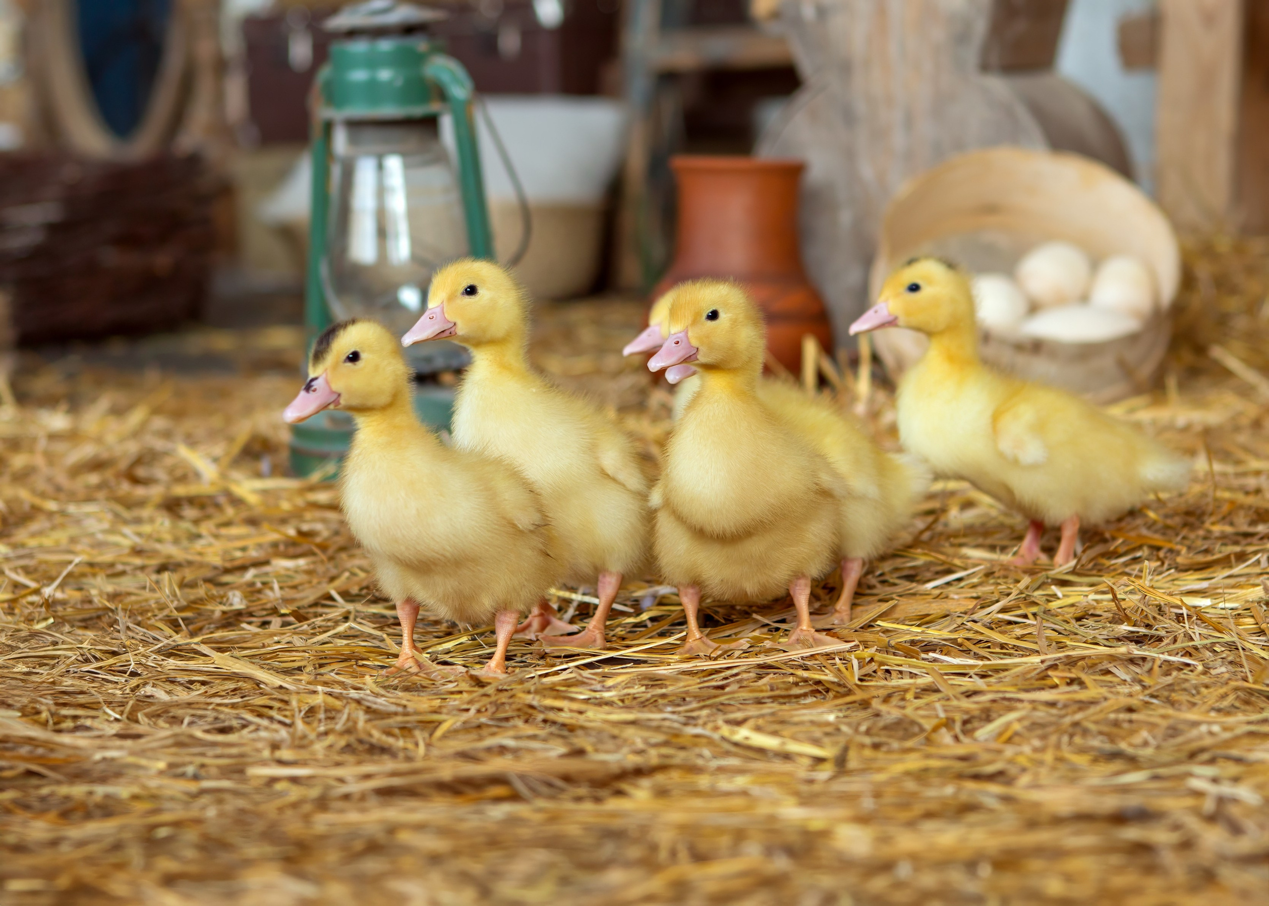 Утята на сене