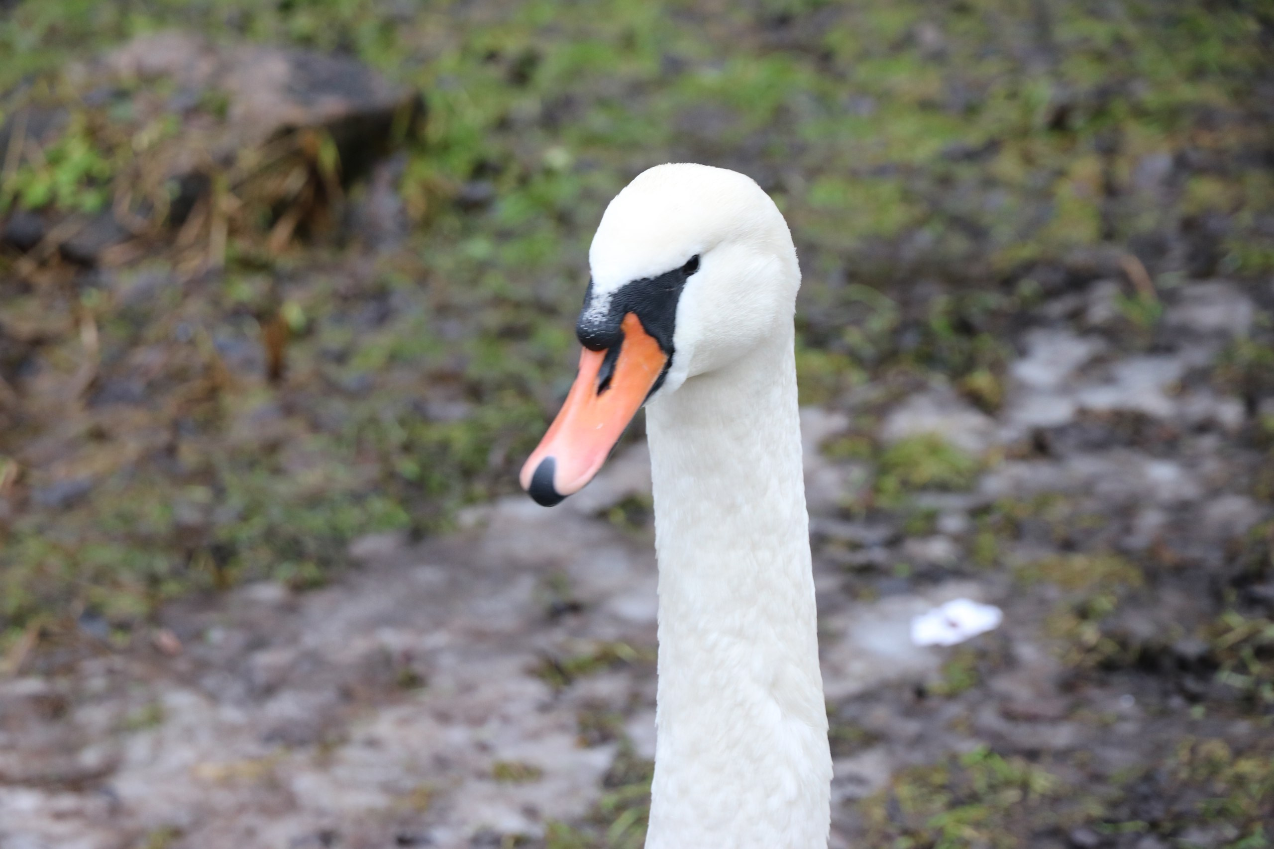 Псков | 18-20.11.2016. Галерея Фантим