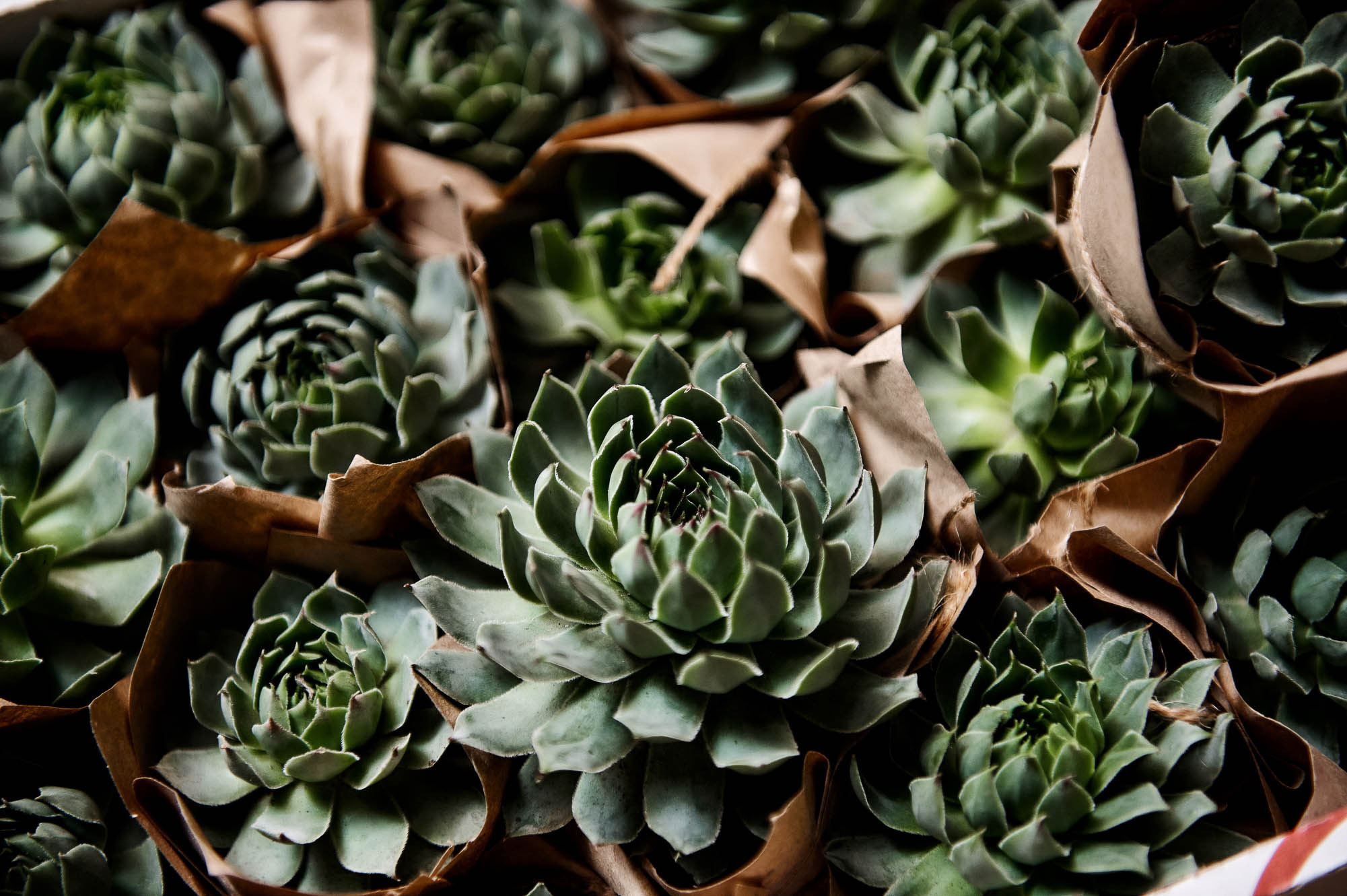 Владимир + Вера. Свадебный фотограф Владимир Рябков