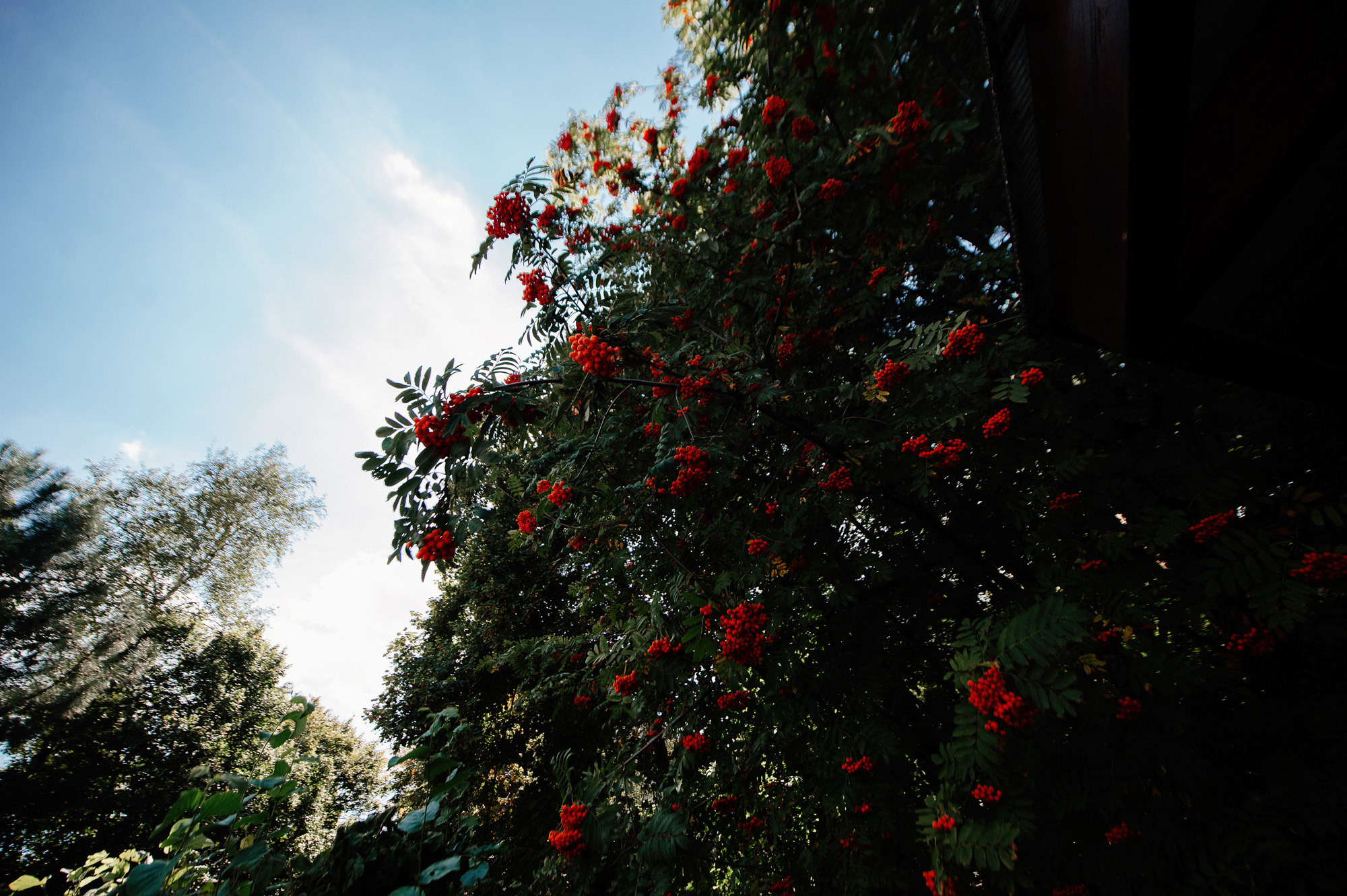 Николай + Светлана. Свадебный фотограф Владимир Рябков