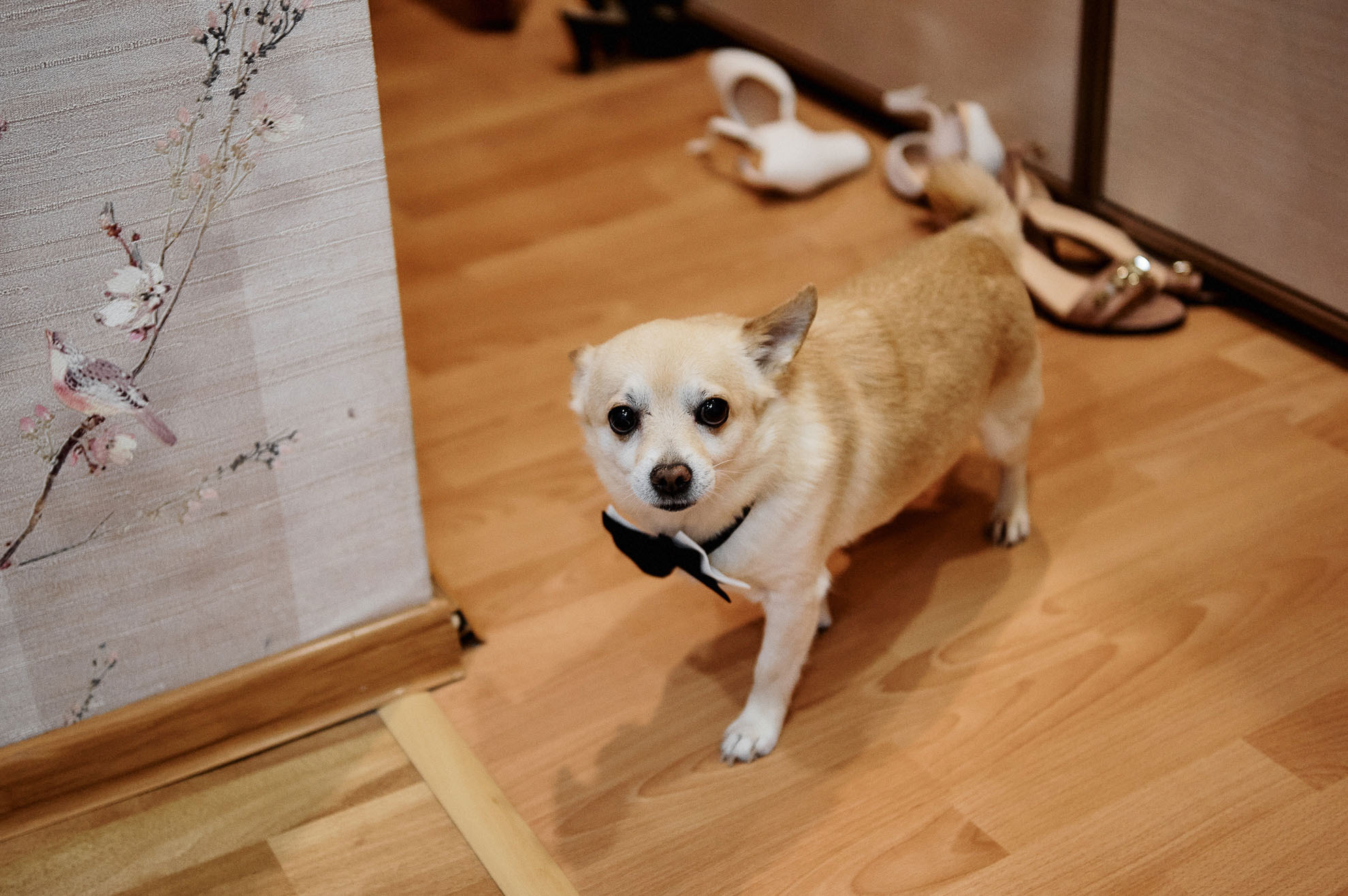 Дмитрий + Светлана. Свадебный фотограф Владимир Рябков