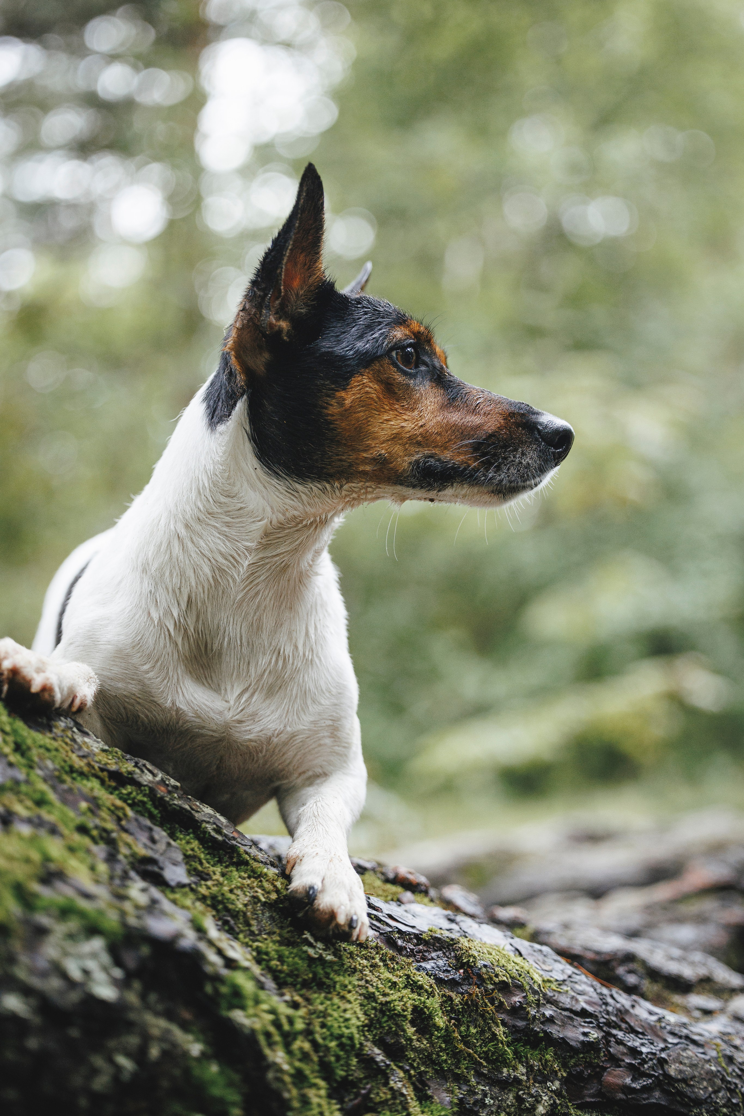 Ания и Ярик. Фотограф-анималист Анна Маринич