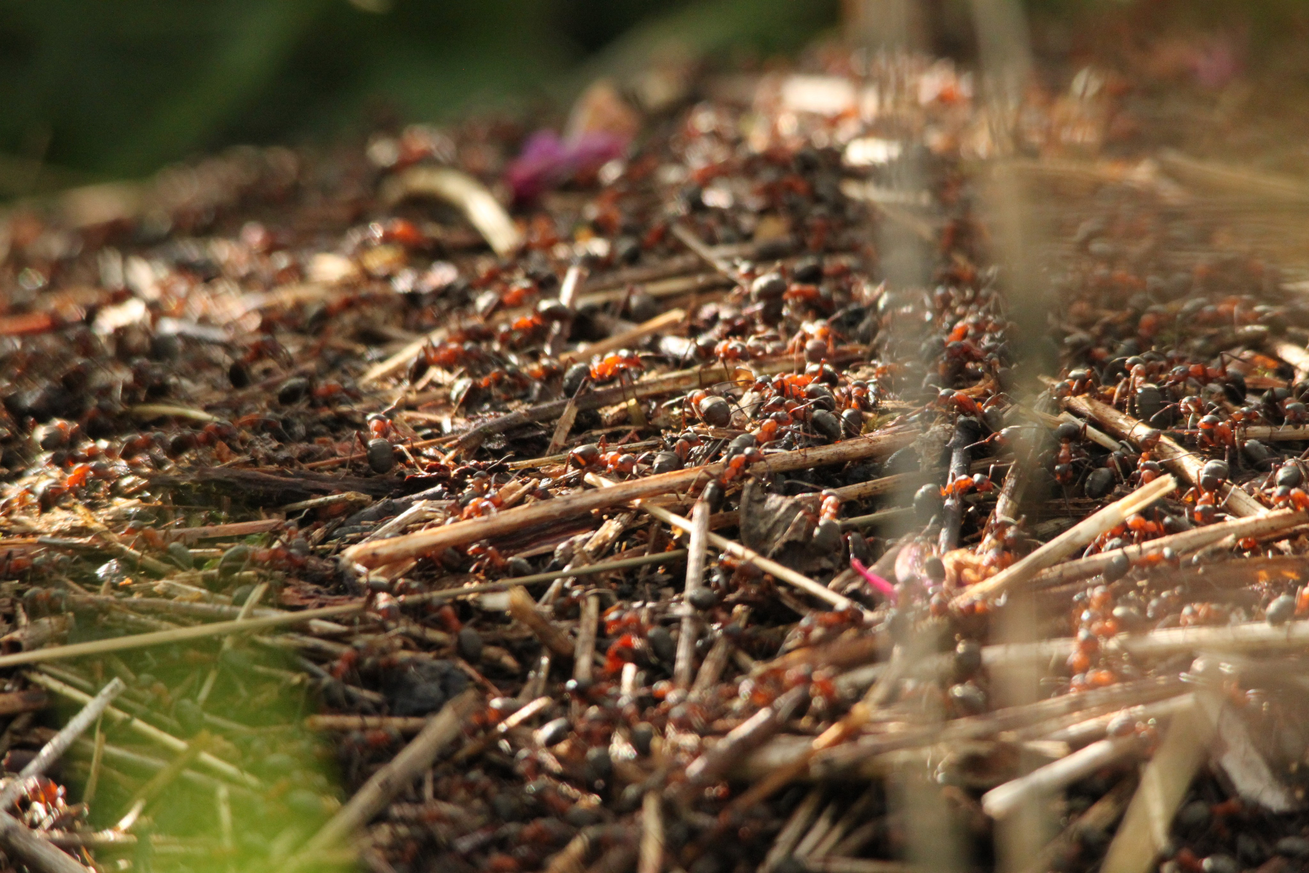 Тындулар. Фотограф Эдуард Алмадаков