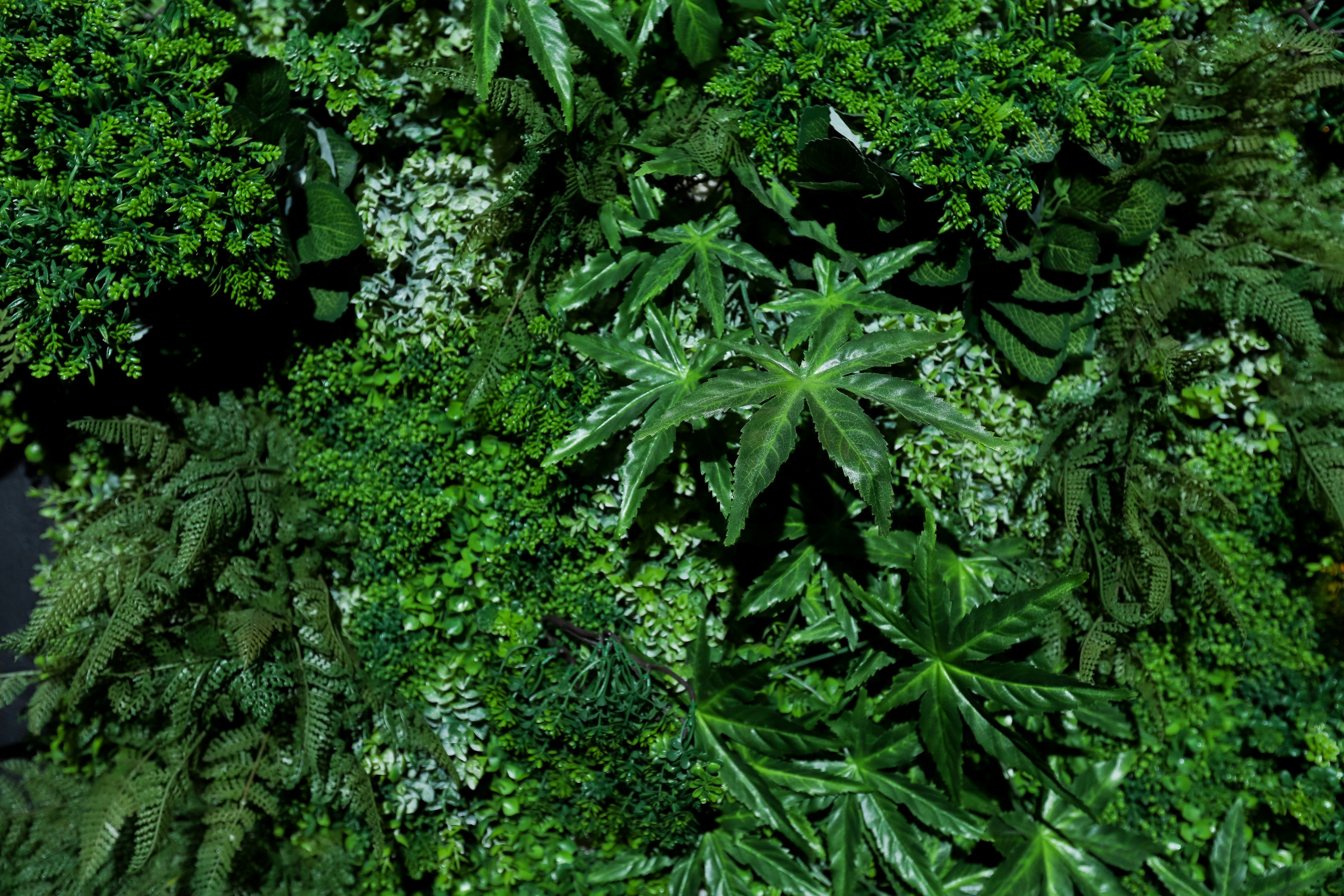 Tony Montana. Фотограф в Краснодаре Анна Светикова