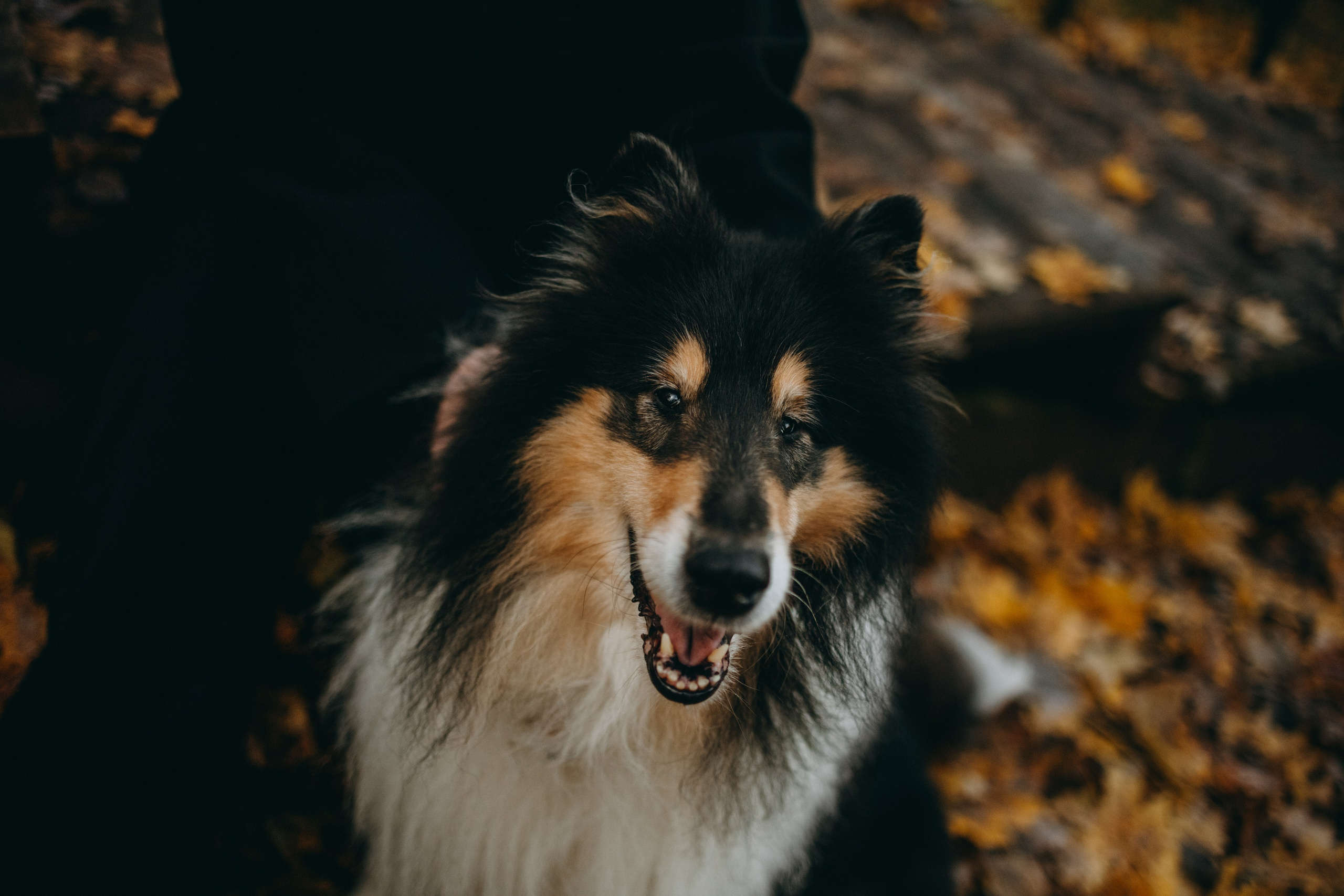 Ия и Барт. Фотограф — Анималист | Санкт-Петербург