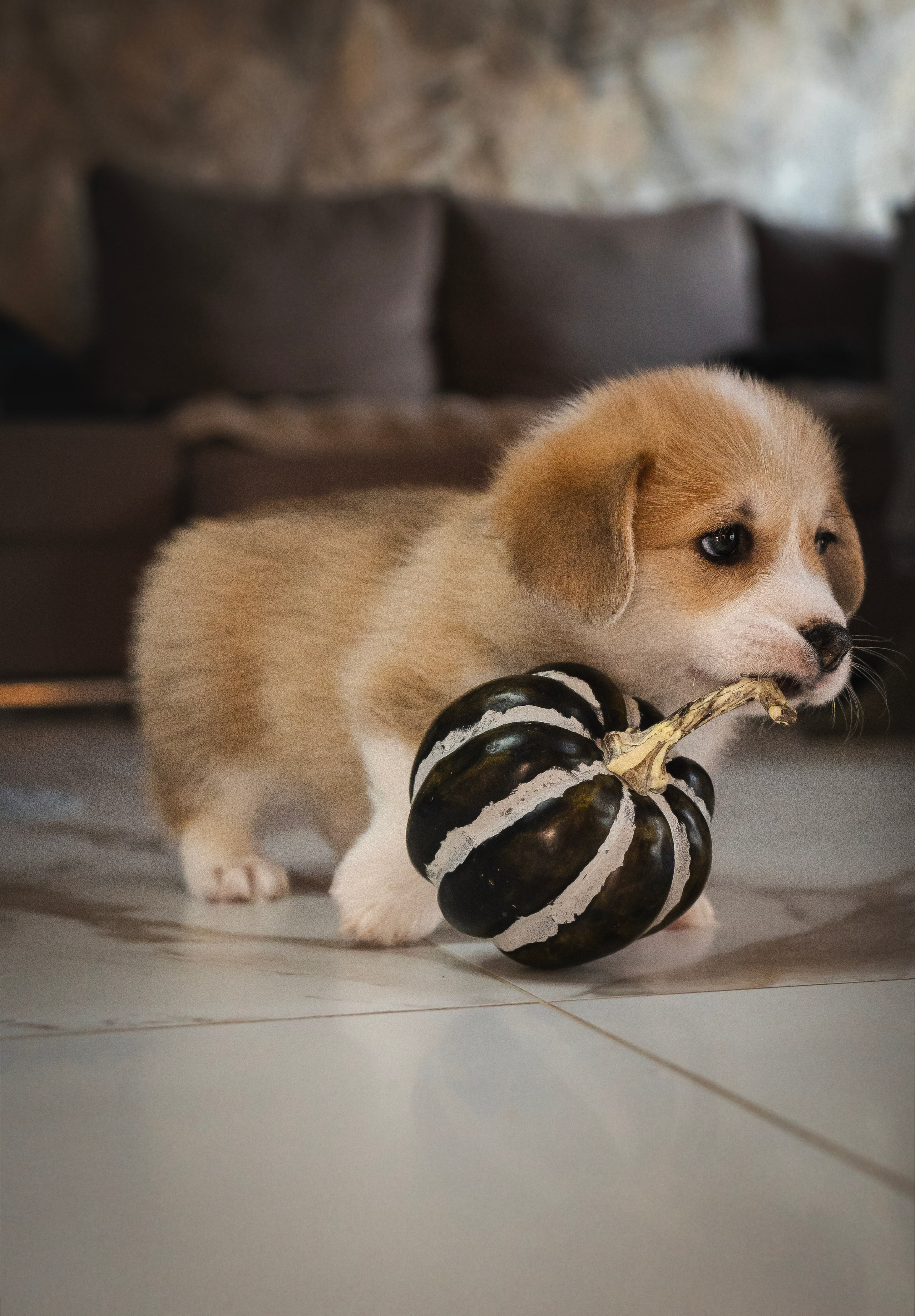 Щенки. Семейный фотограф анималист г. Находка