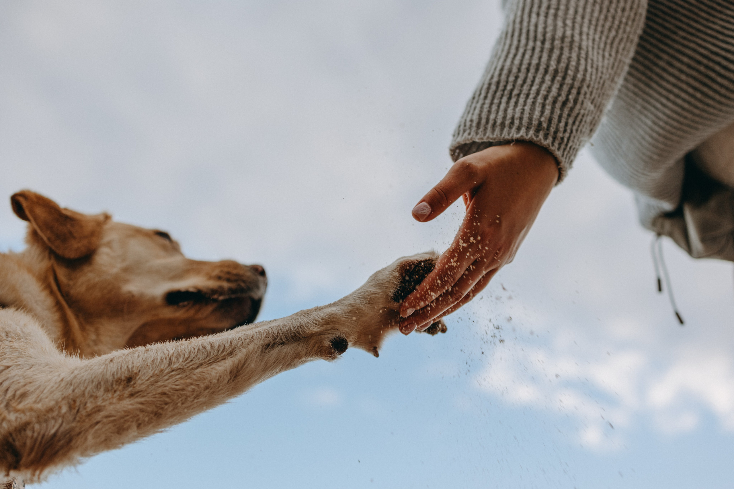 Наташа и Шани. Фотограф — Анималист | Санкт-Петербург