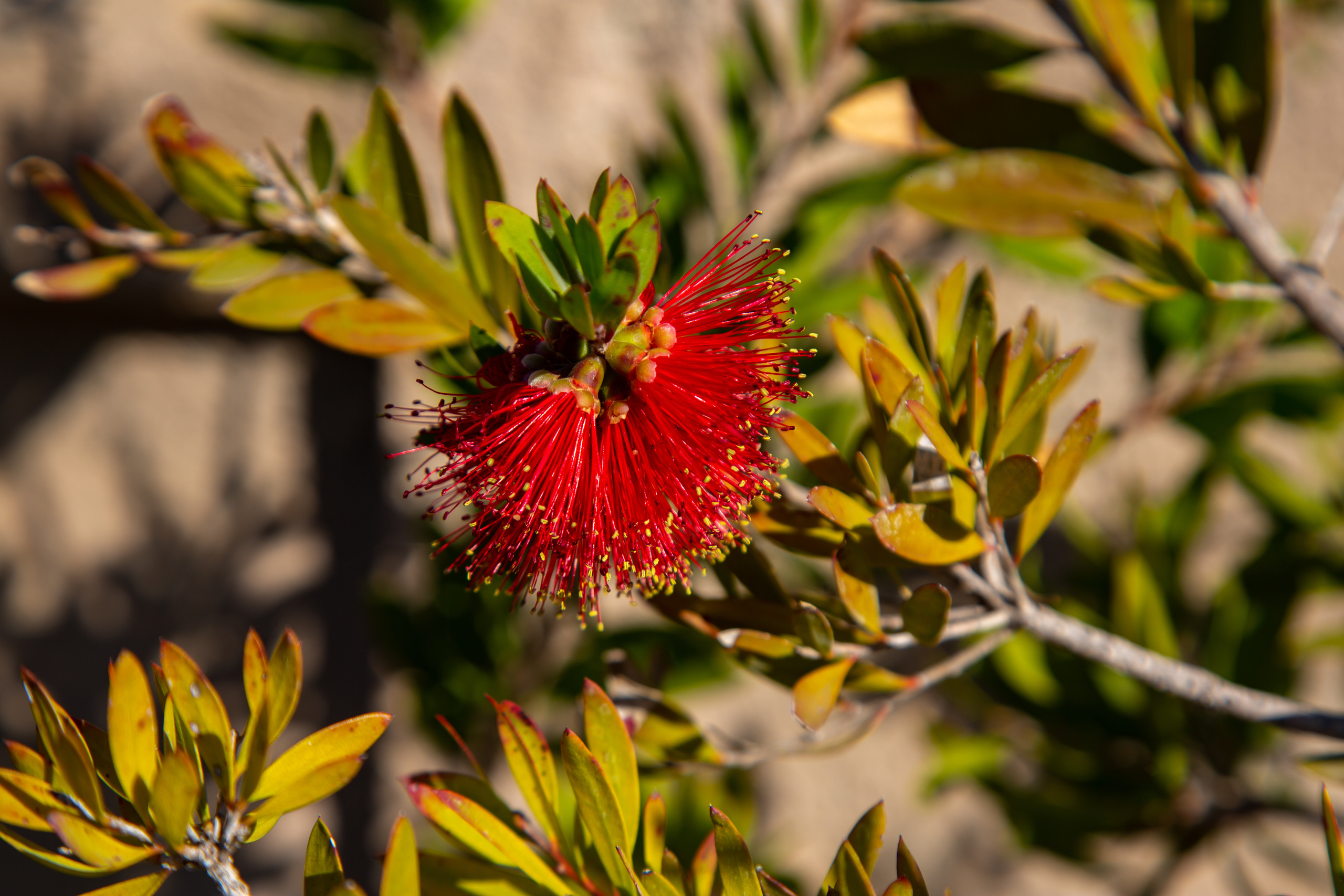 В духе Барселоны. Photographer Sonkina Tatiana (Tanya Ash)