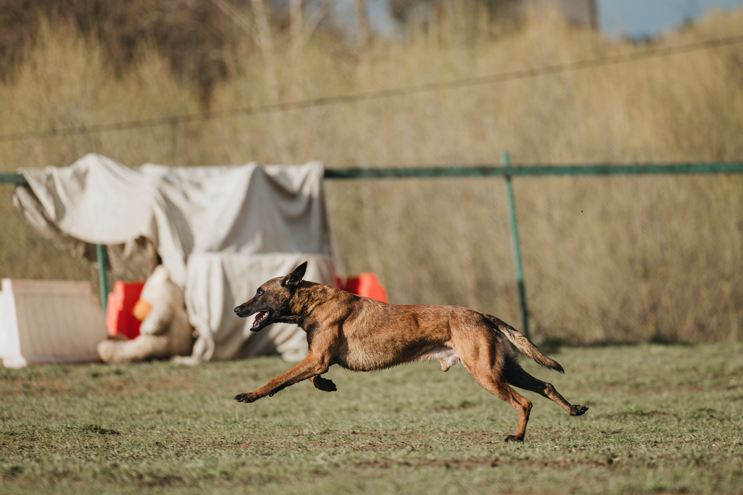 09.05.25 Вологда соревнования. Фотограф-анималист Анна Маринич