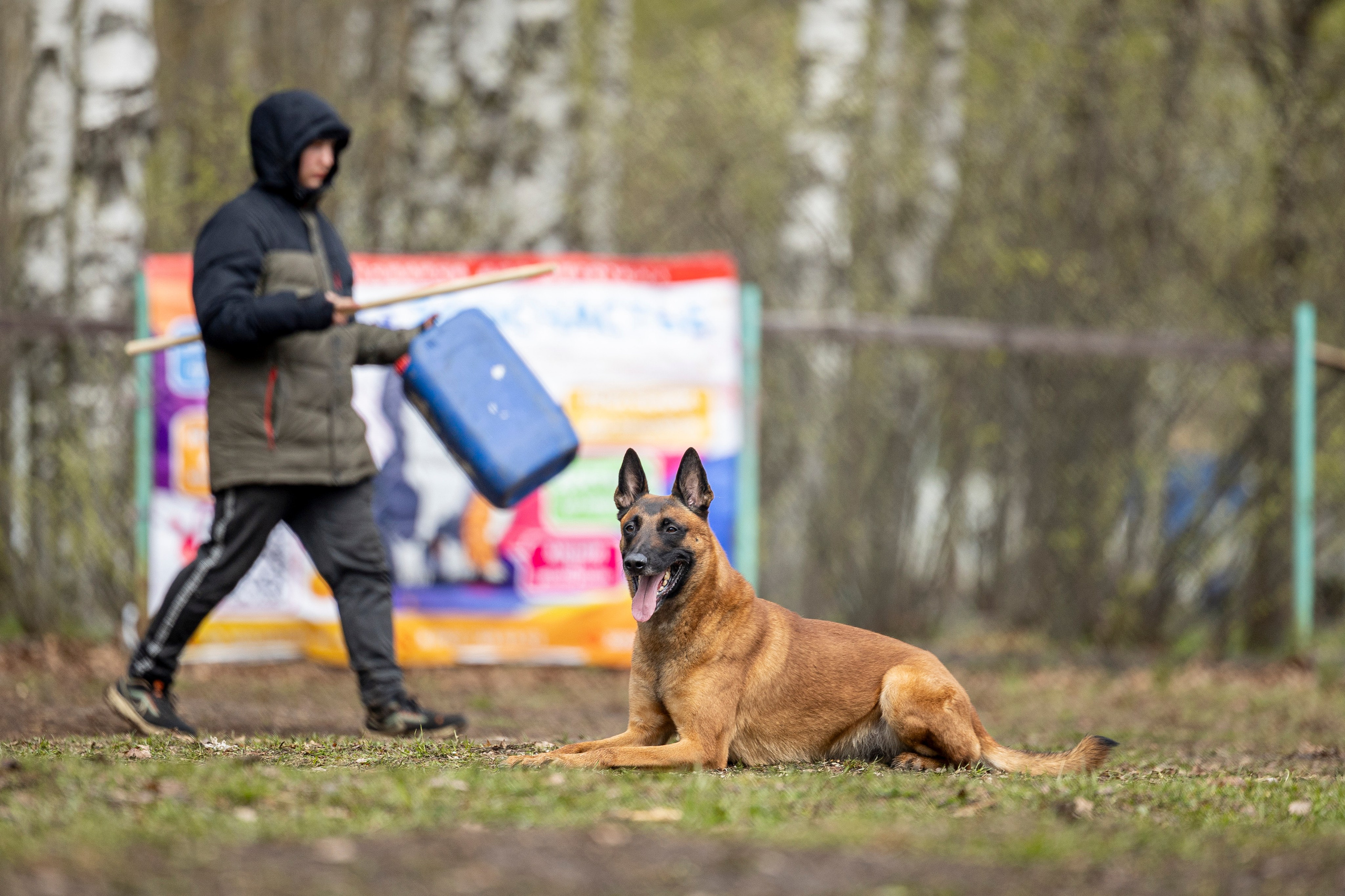 Квалификационные состязания по мондьорингу г. Вологда 11.05.24. Фотограф-анималист Анна Маринич