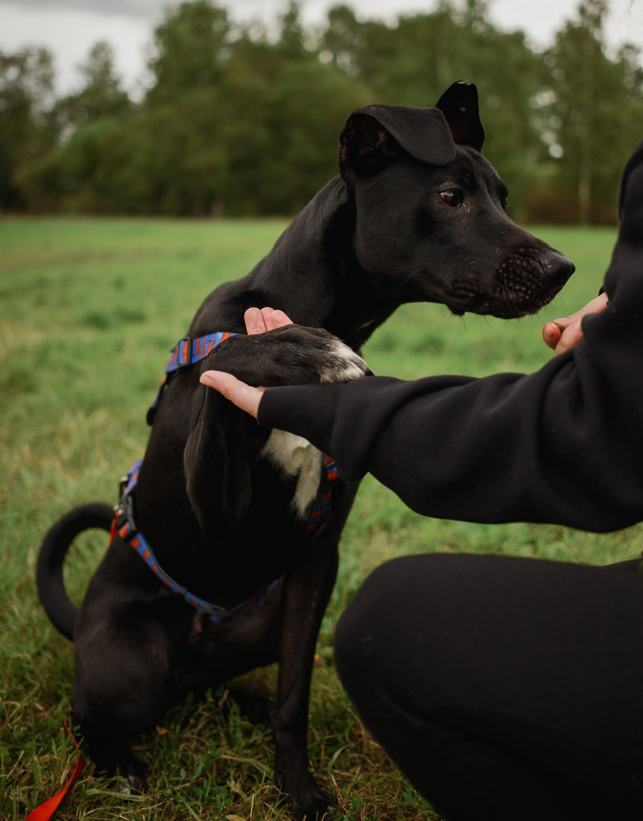Отис ищет дом. Портретный фотограф в Санкт-Петербурге Катя Протасевич