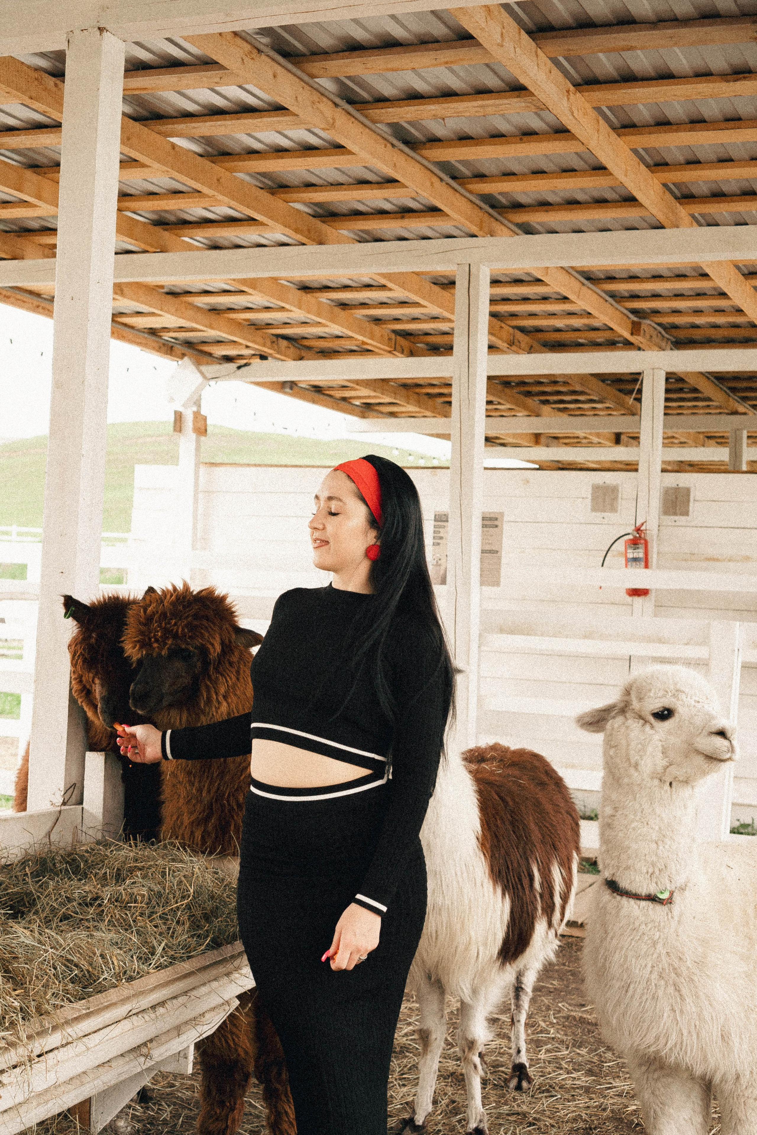 Ферма Альпак. Профессиональный фотограф, Санкт-Петербург — Виктория Богомолова