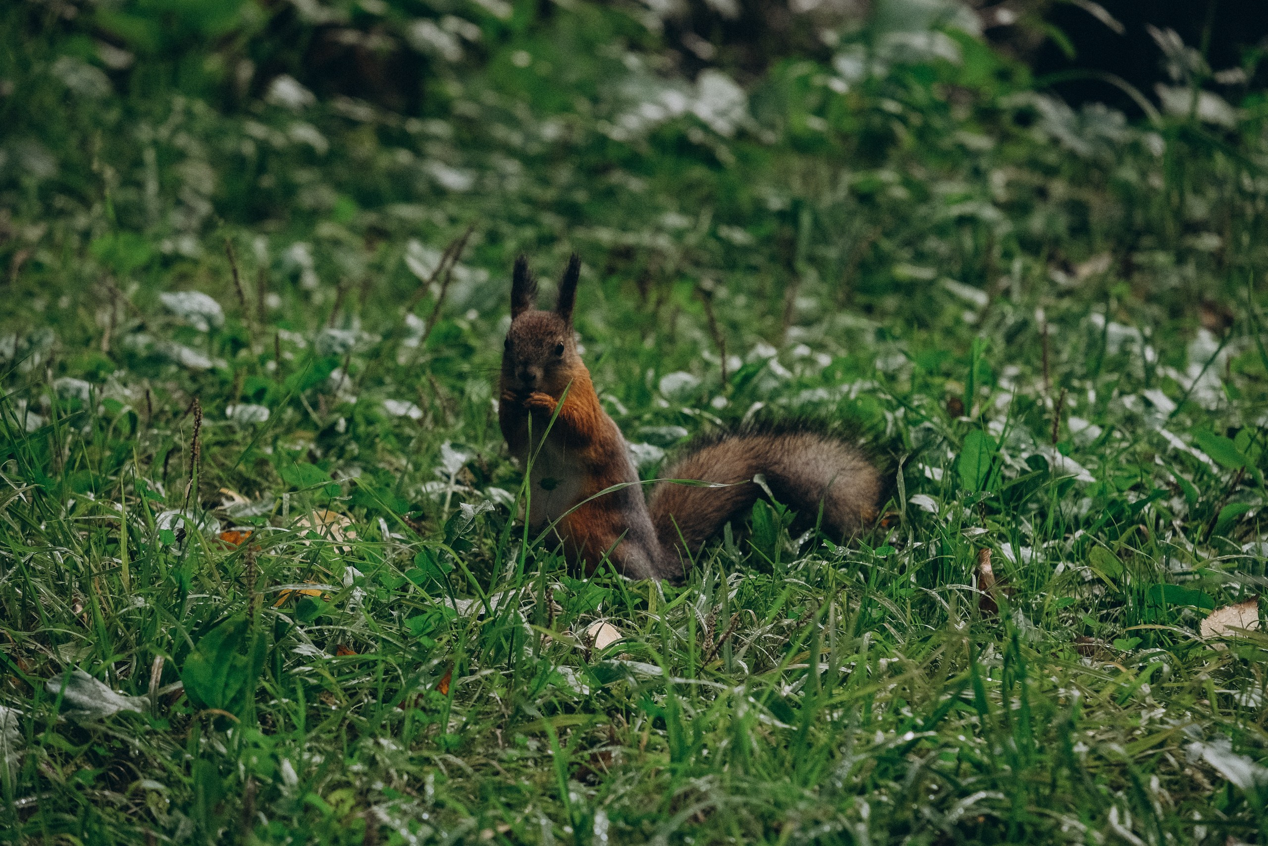 День рождения малышки. Профессиональный фотограф, Санкт-Петербург — Виктория Богомолова