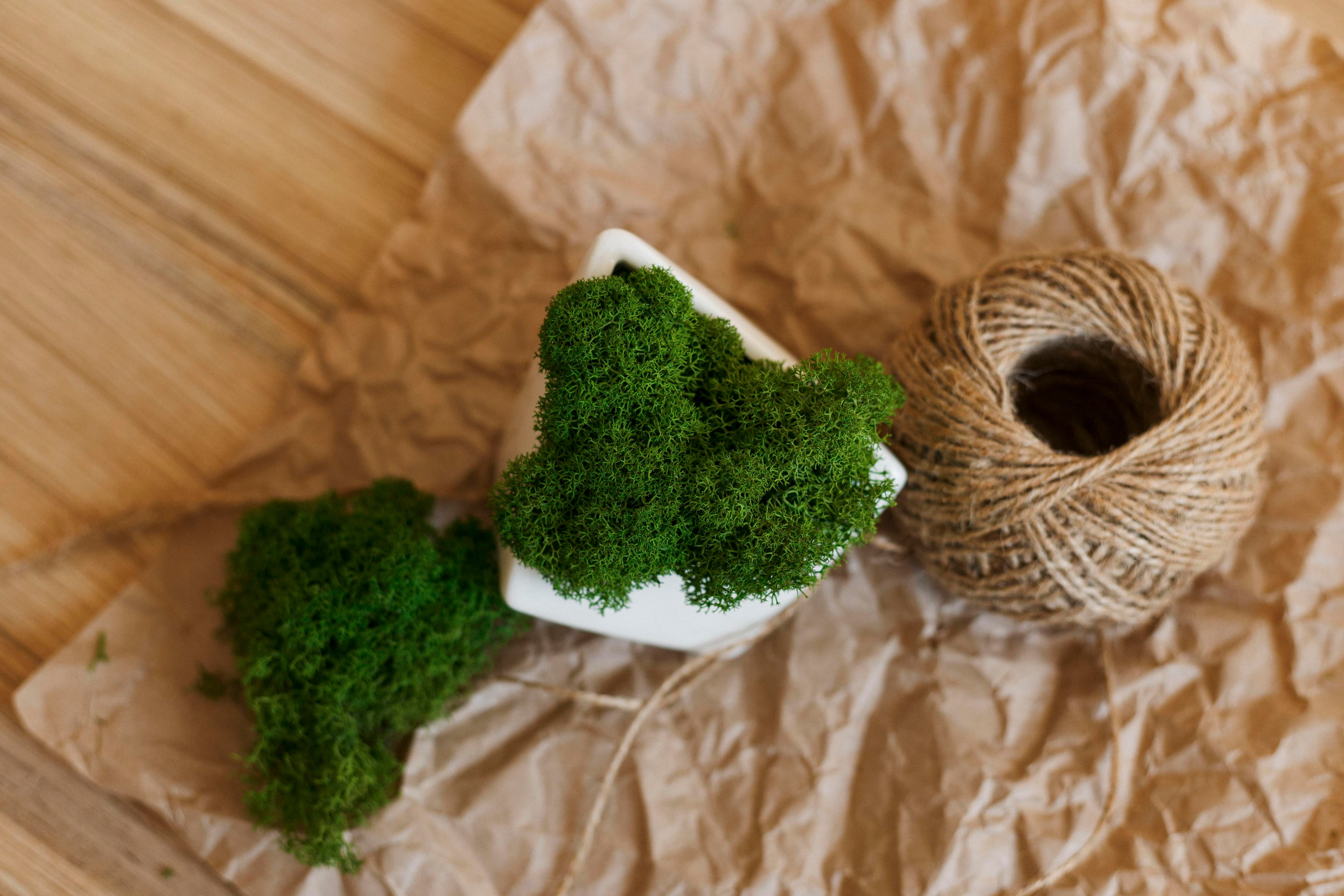 Flowers. Photographer in Montenegro Tatiana Talaeva