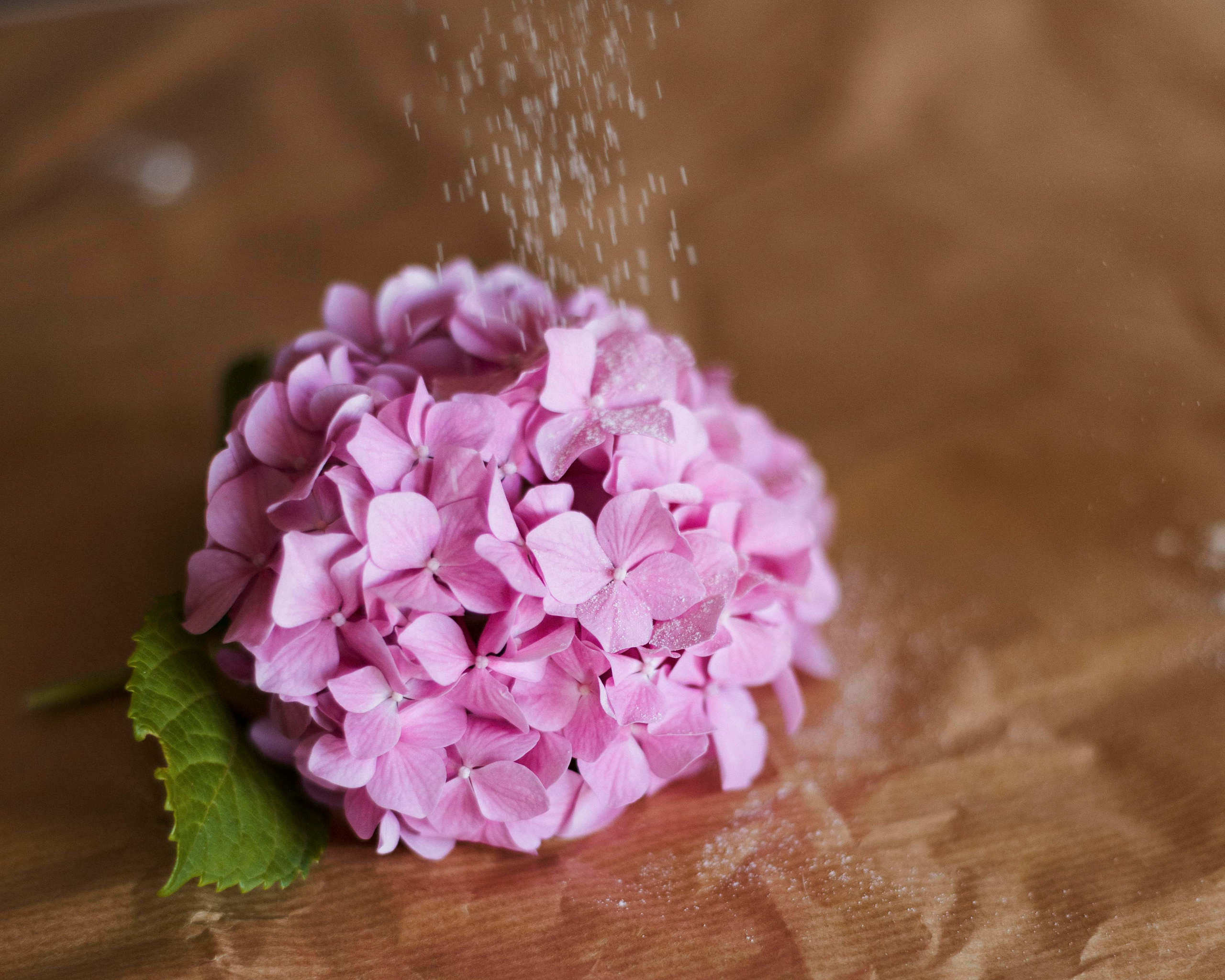 Cakes. Photographer in Montenegro Tatiana Talaeva