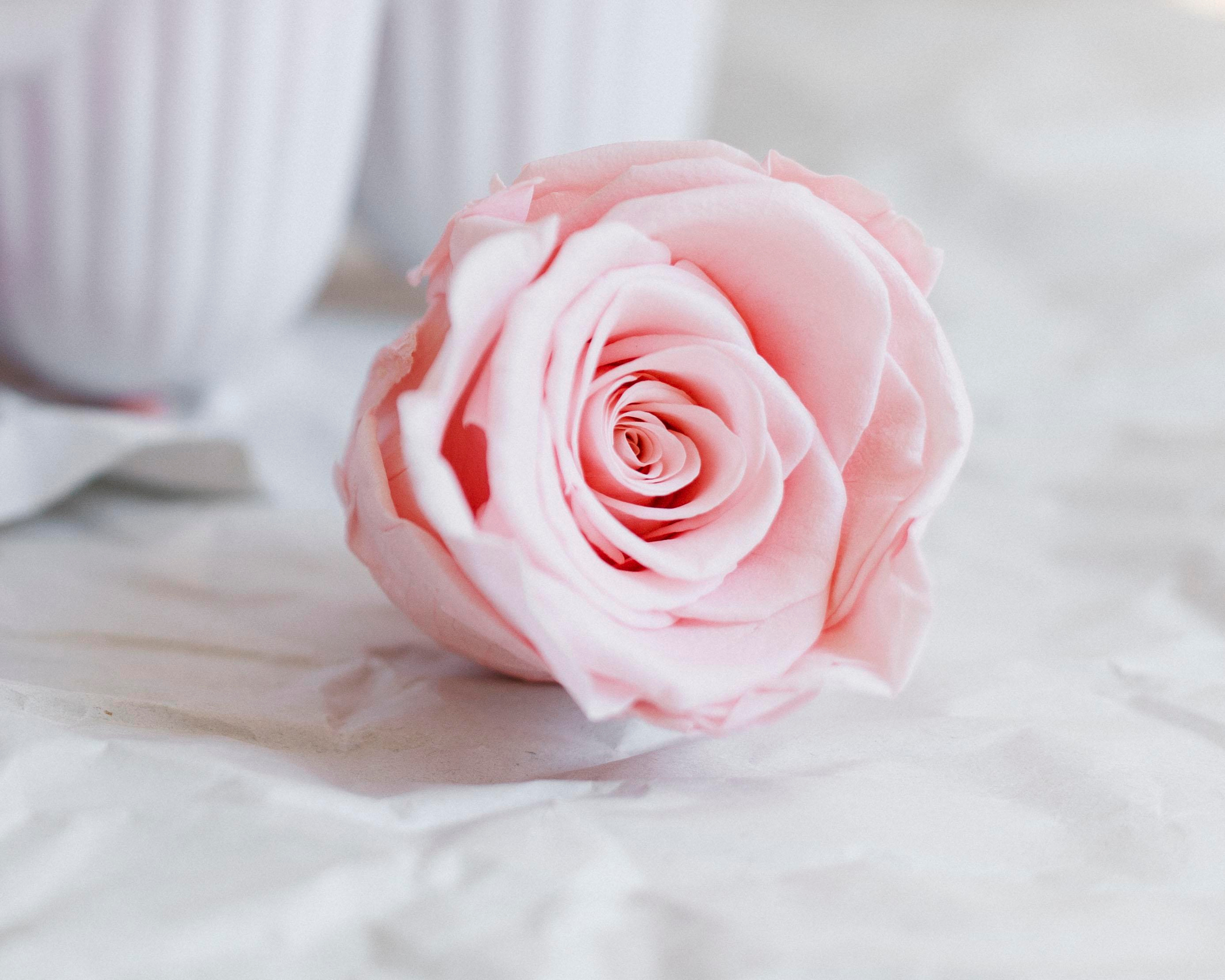 Flowers. Photographer in Montenegro Tatiana Talaeva