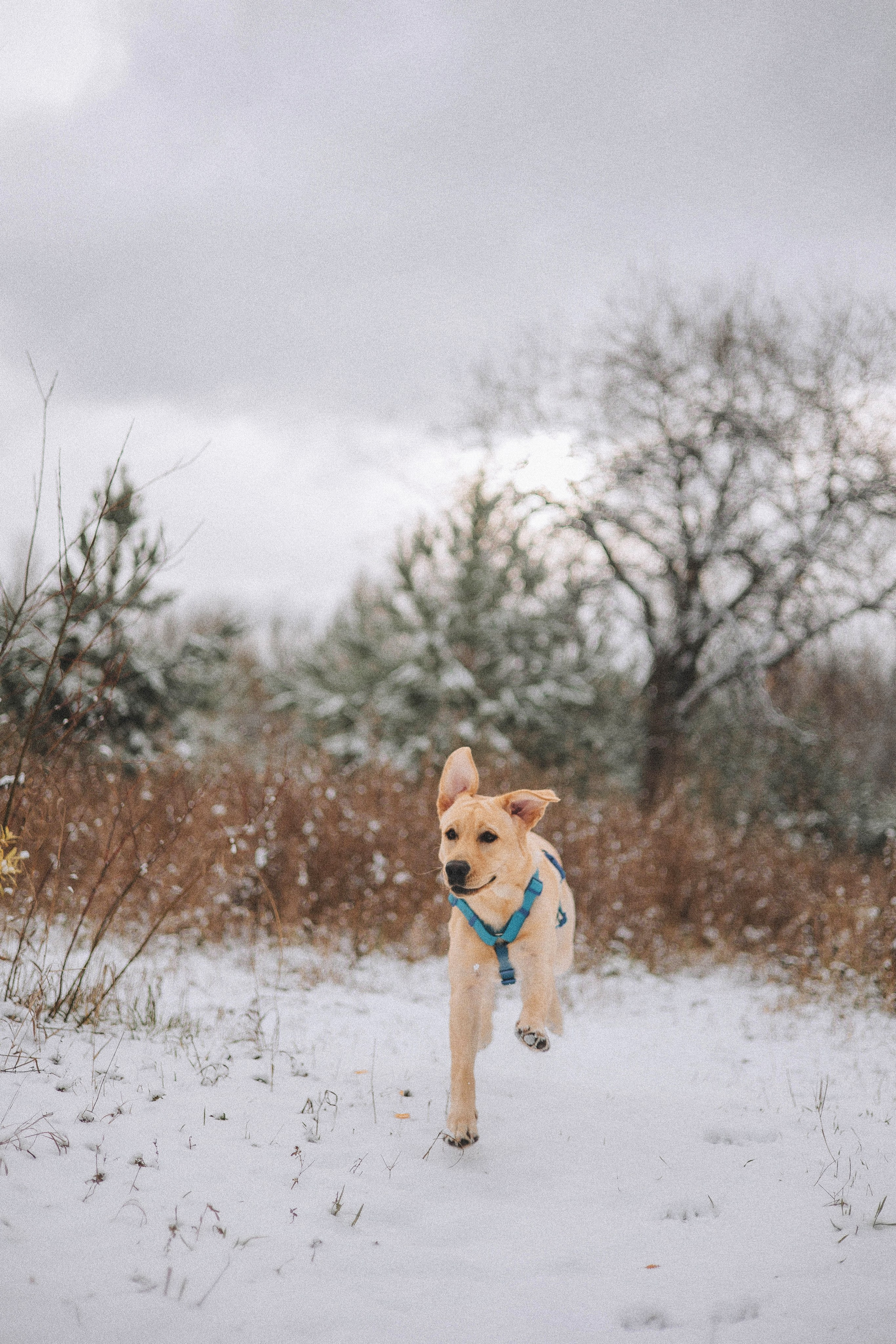 Маргарита и Варди. Фотограф-анималист Богданова Полина