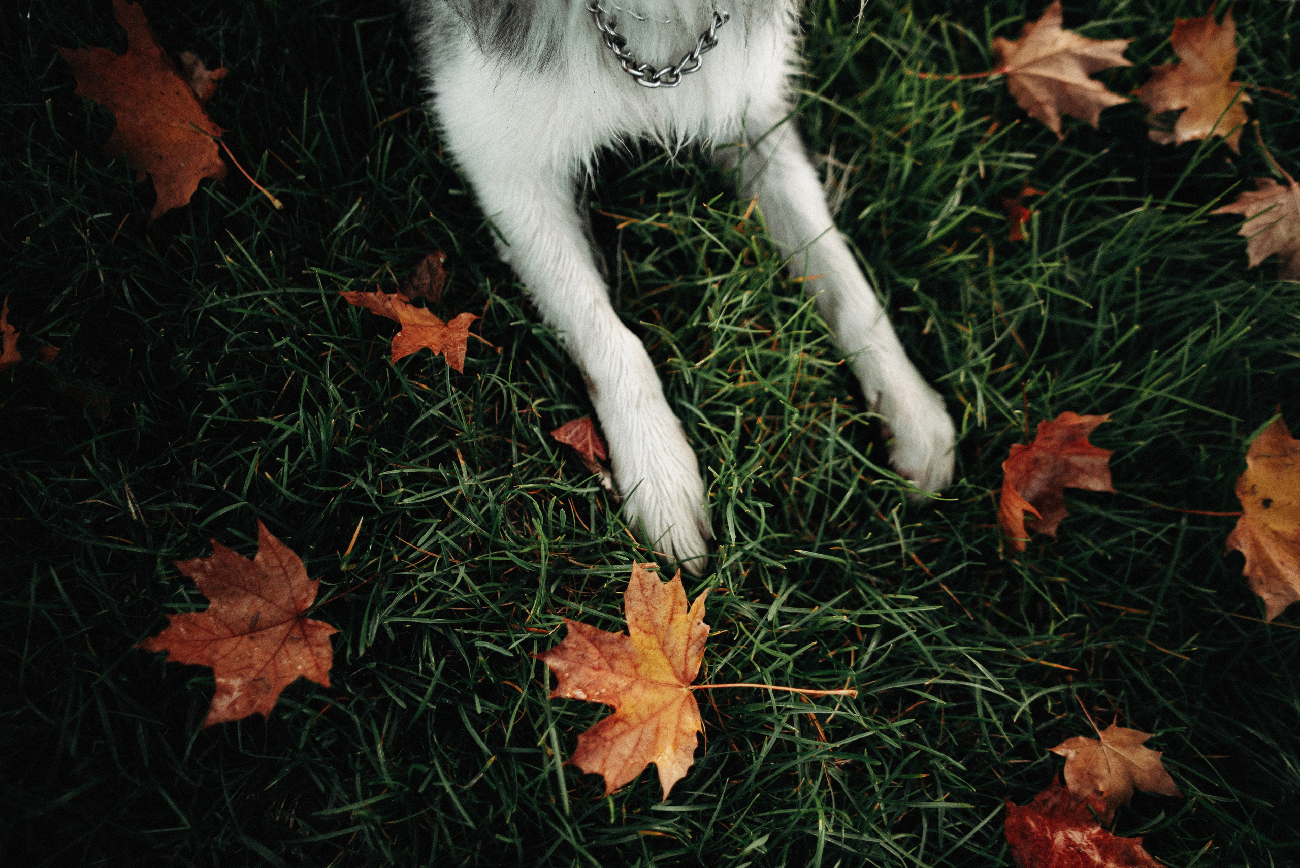 Диана и Робин. Фотограф-анималист Богданова Полина