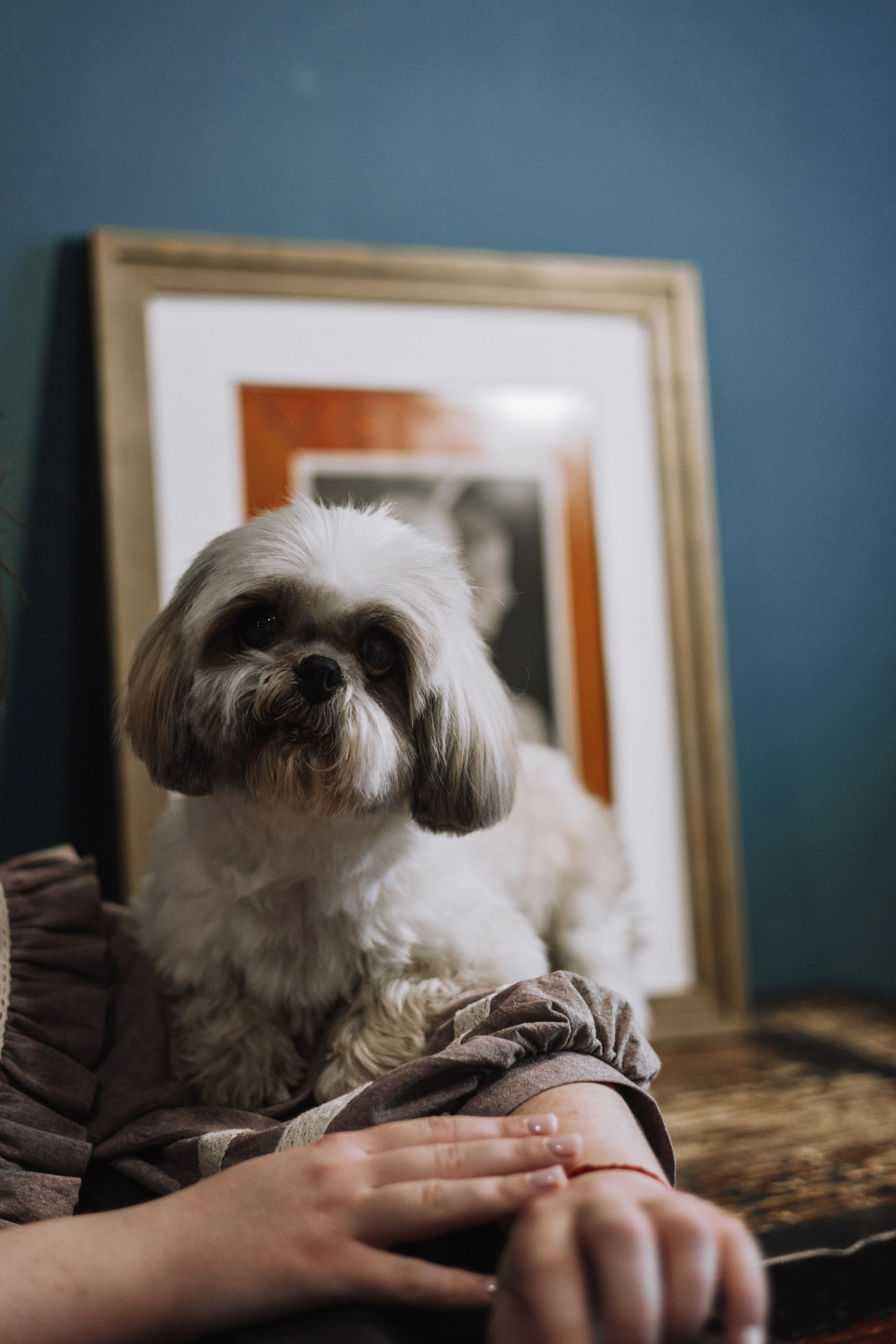 Ирина и Винни. Фотограф-анималист Богданова Полина