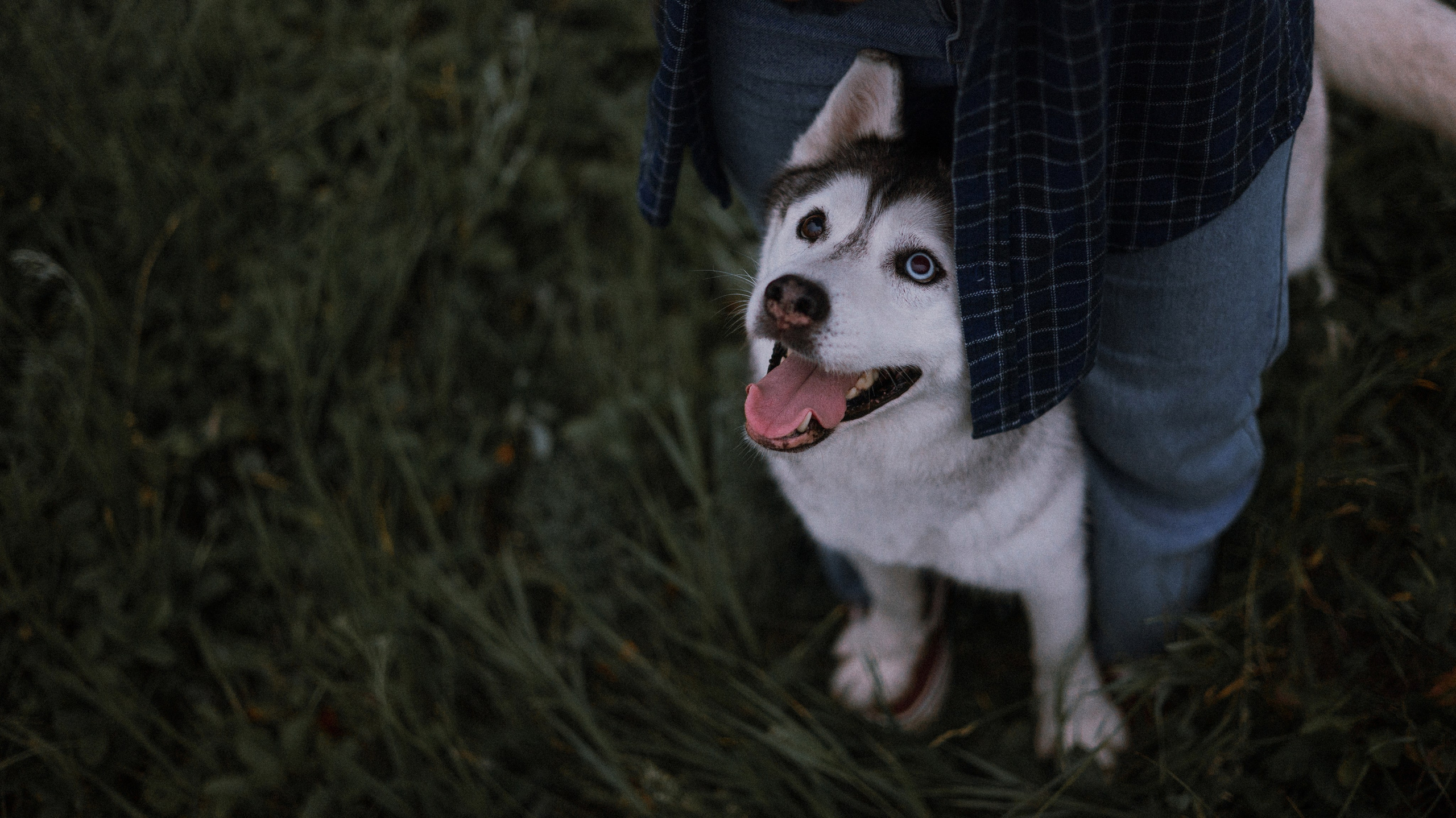 Аделя, Вандер, Шайна и Бая. Фотограф-анималист Богданова Полина