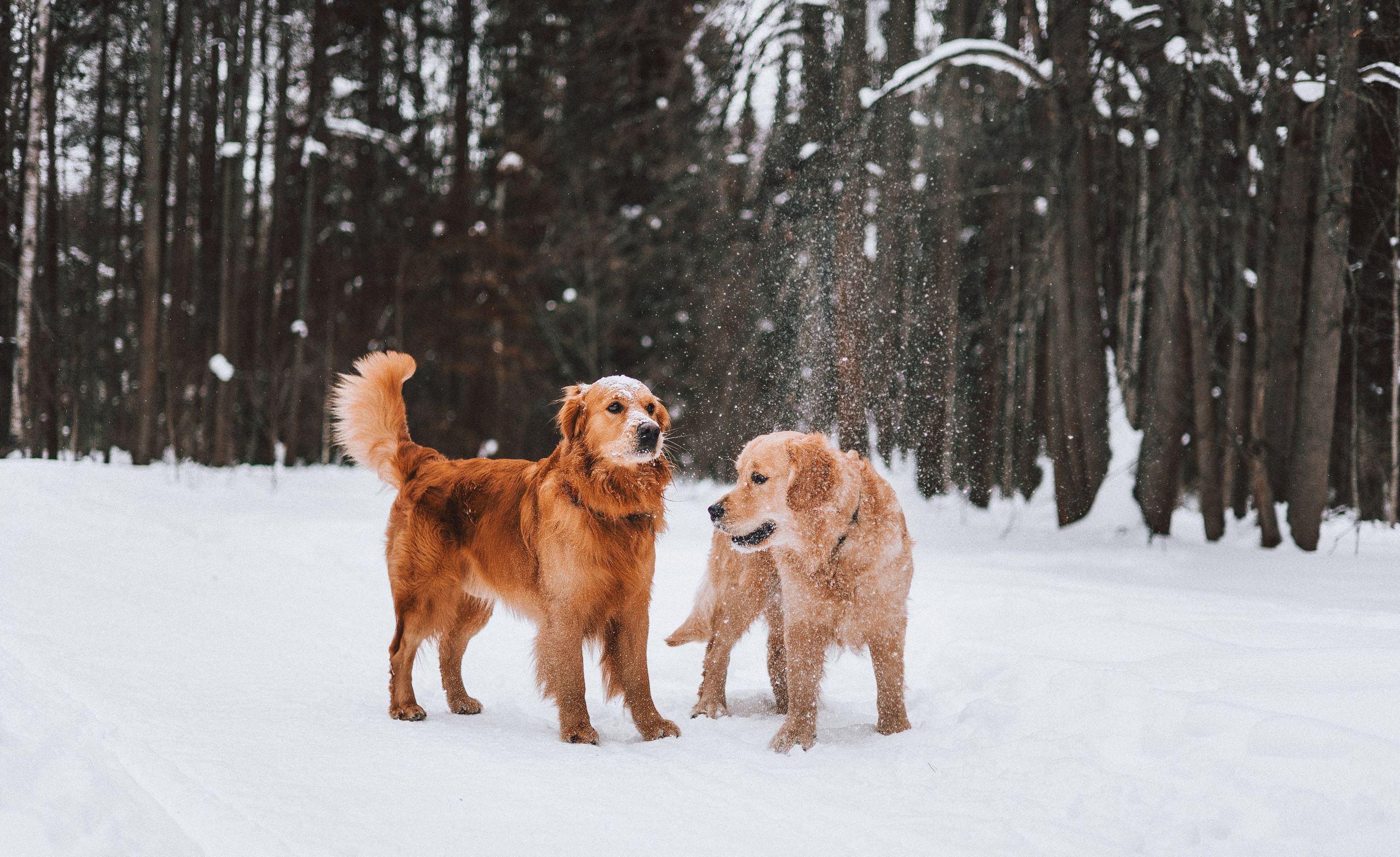 Саша, Юля, Грэй и Джой. Фотограф-анималист Богданова Полина