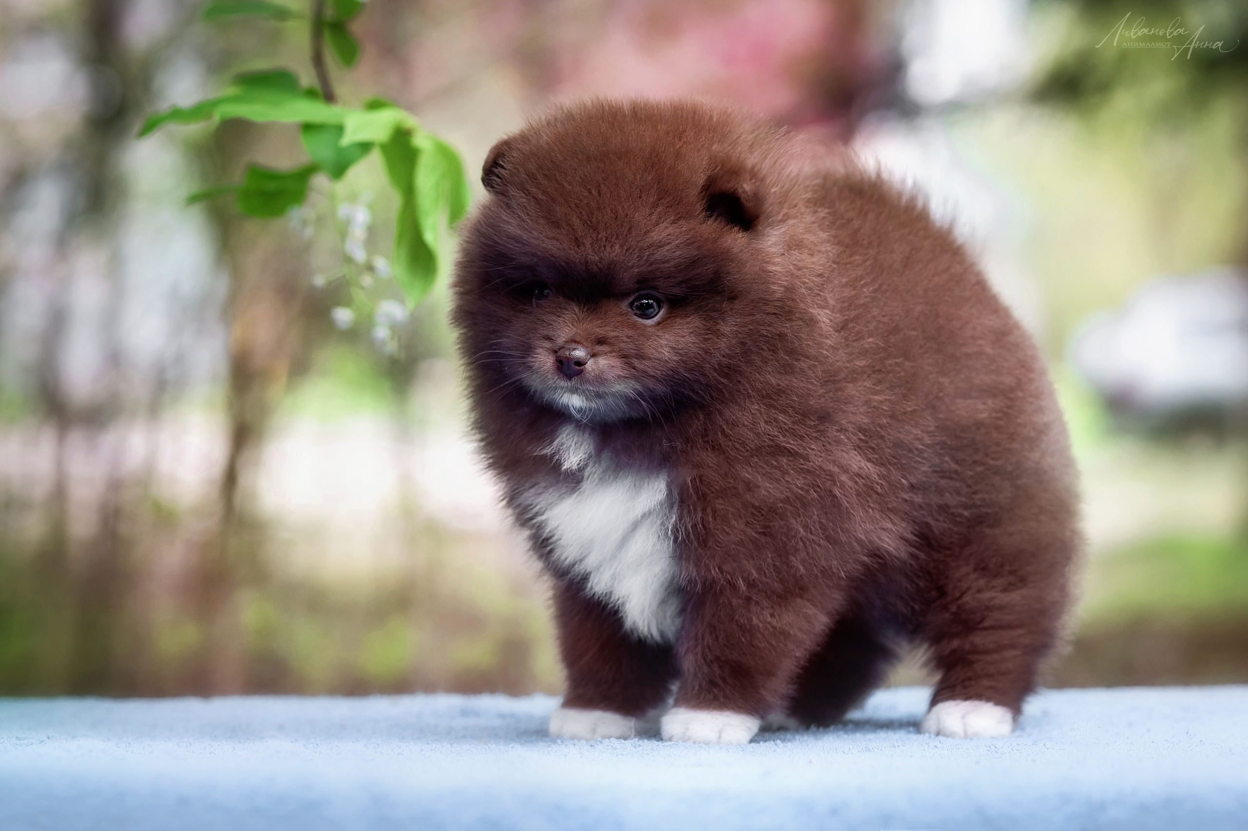 Шпицы. Фотограф анималист Аня Ливанова | Рыбинск