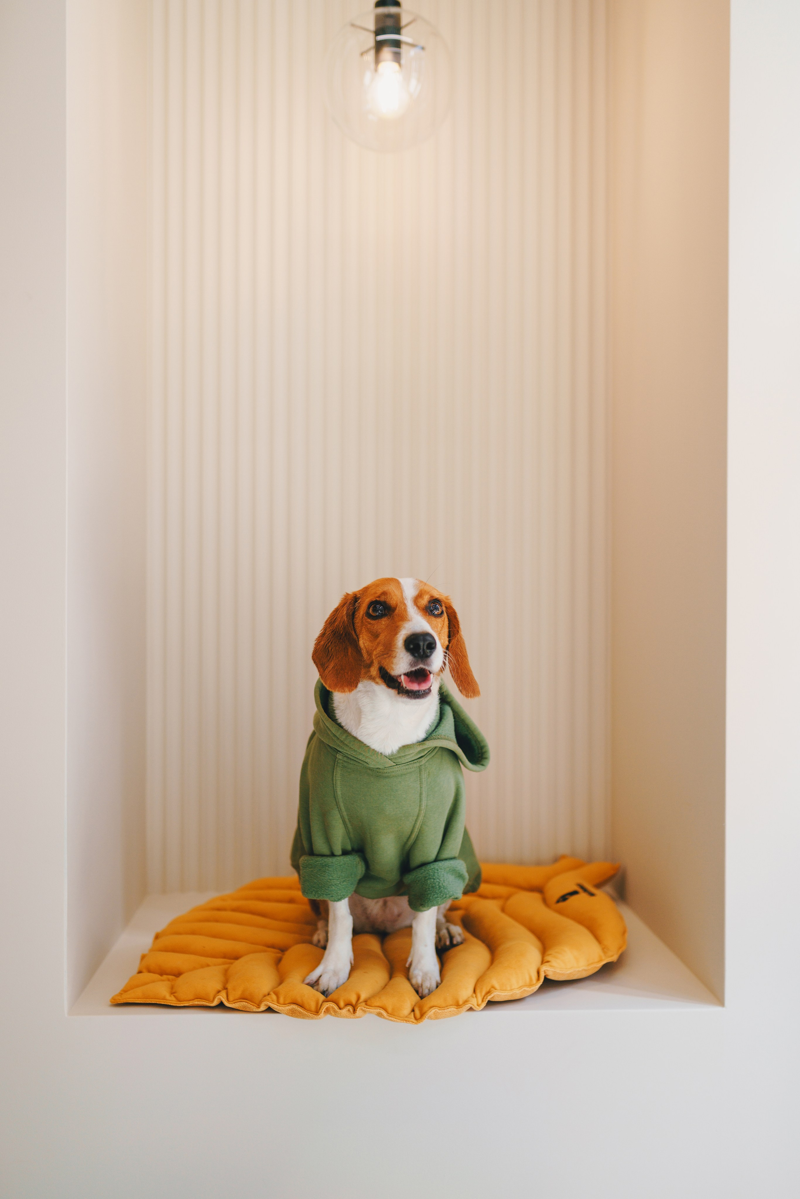 Груминг-салон. Фотограф анималист Осипчикова Мария