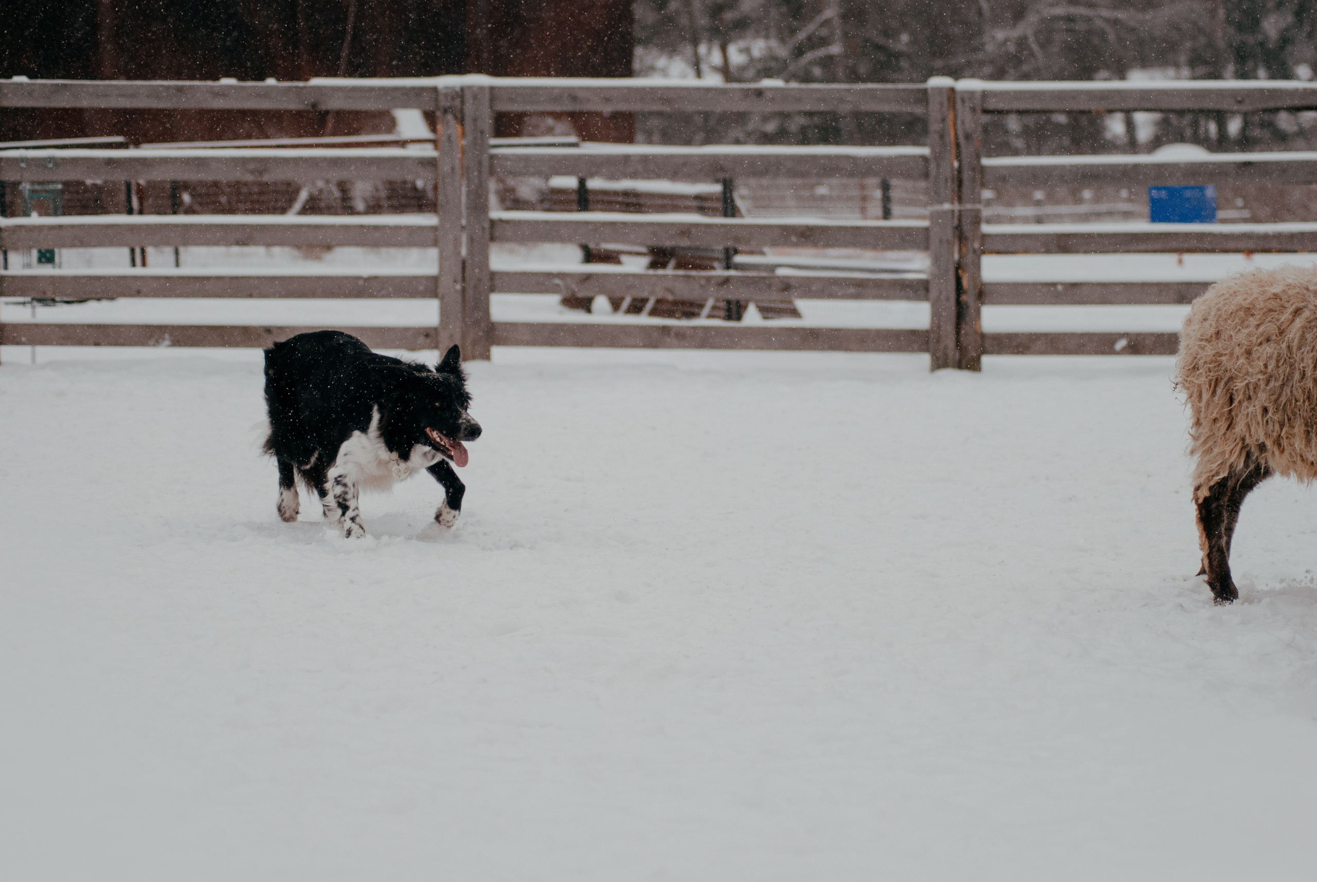 Пастьба. Фотограф в Тюмени Лизавета Сапицкая
